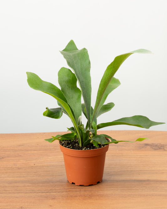 The amazing Staghorn Fern