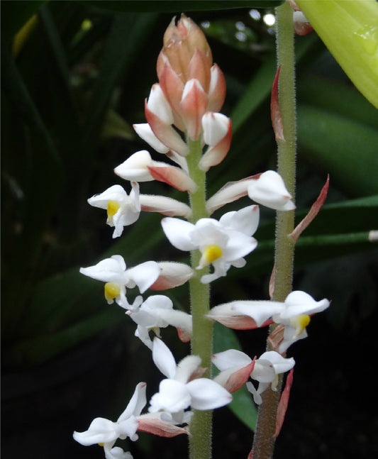 Black Jewel Orchid