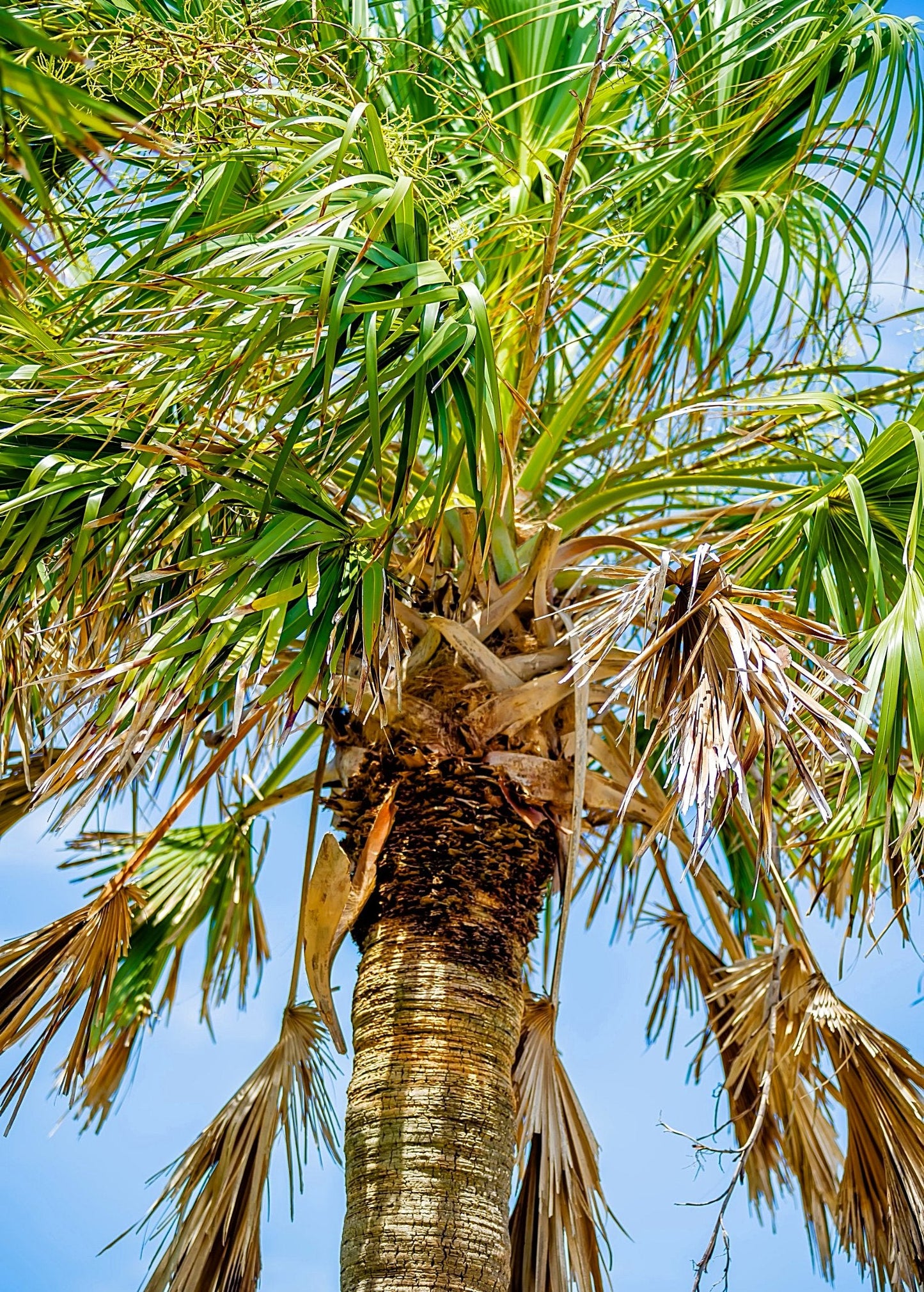 Sabal Palm Tree (Sabal palmetto)