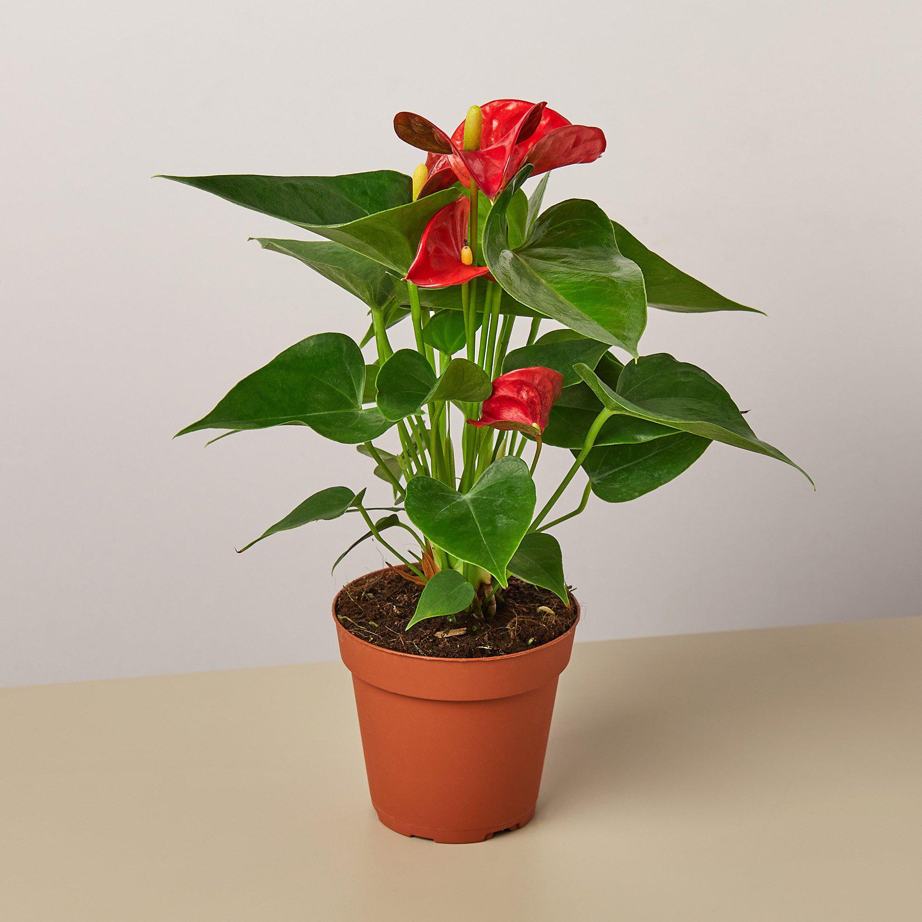 anthurium new pahoa red Red Anthurium Live Plant, 4" Pot