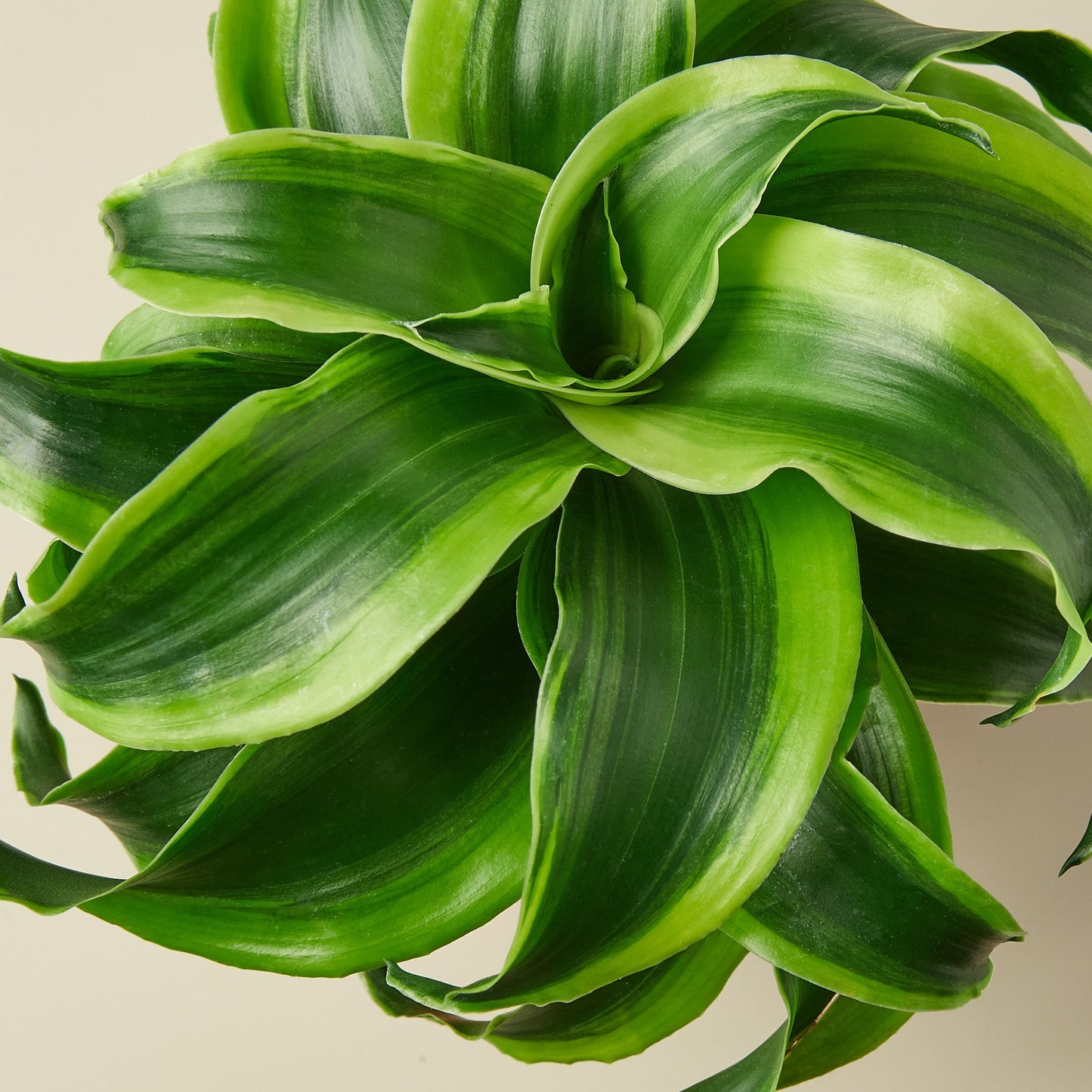 Dracaena 'Tornado'I Dracaena has Dark green leaves which grow in a spiral formation from its thin stem.