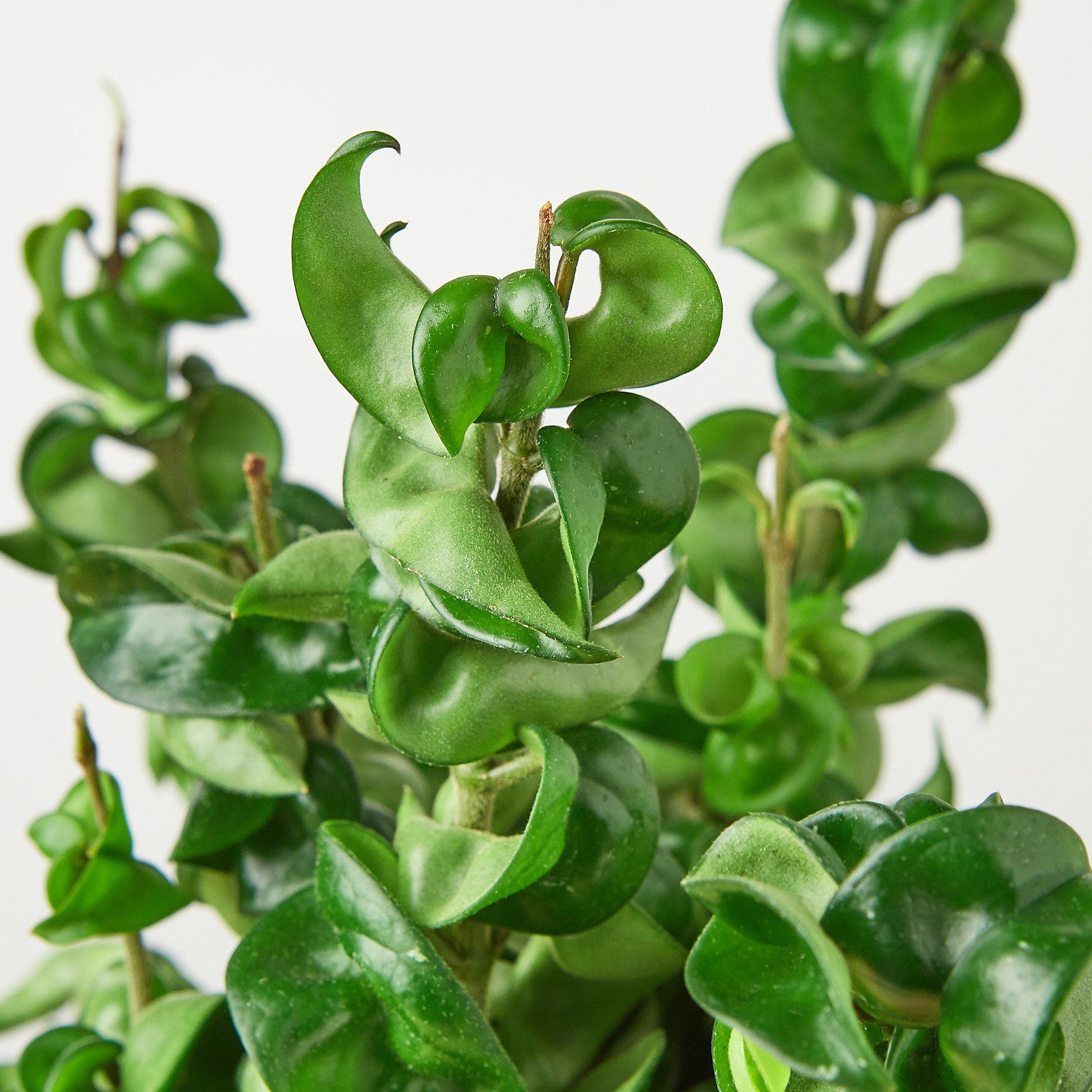 Hoya Carnosa Compacta, are draping succulent vines that produce clusters of star-shaped waxy flowers.