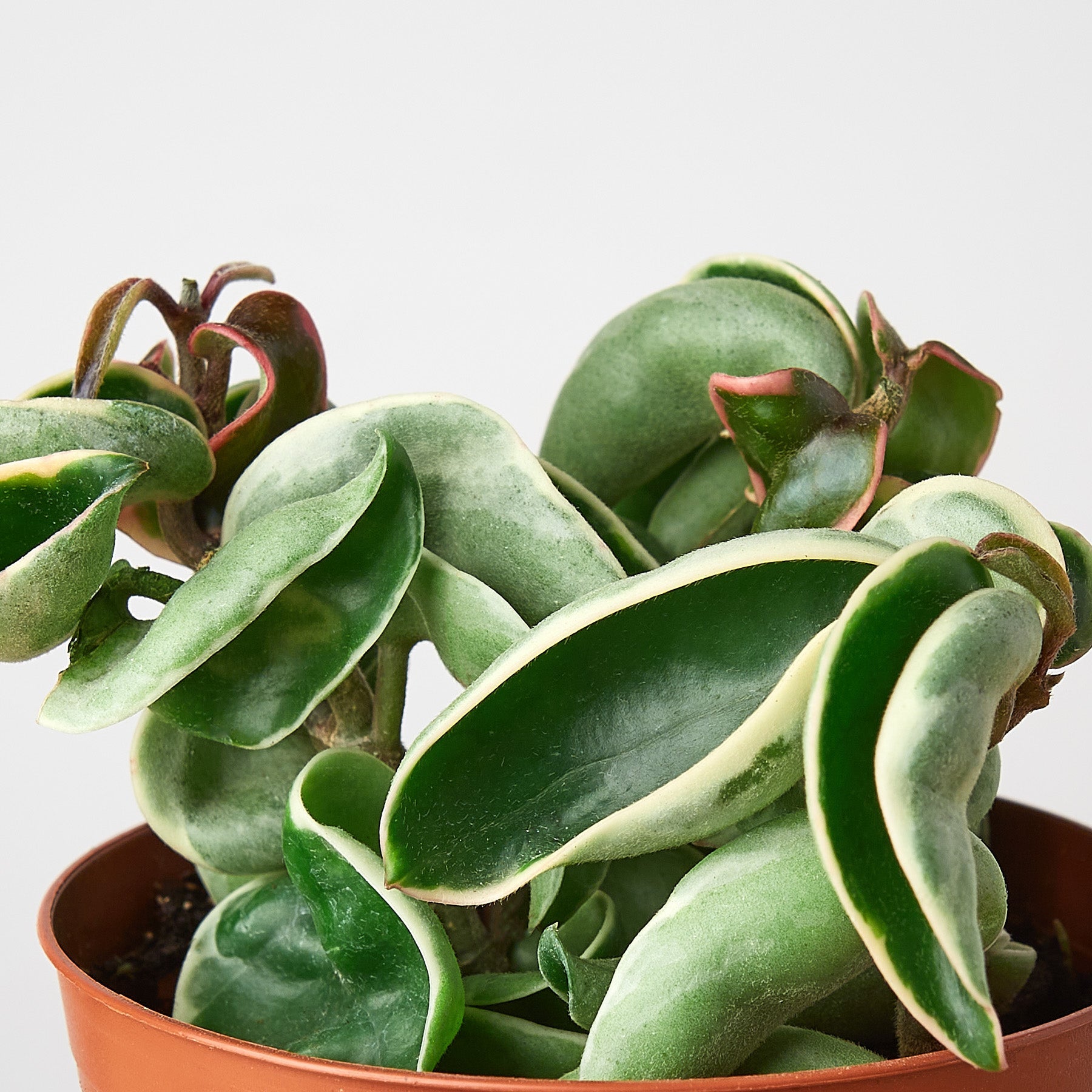 Hoya 'Rope Plant' Variegated I Draping succulent vines that produce clusters of star-shaped waxy flowers