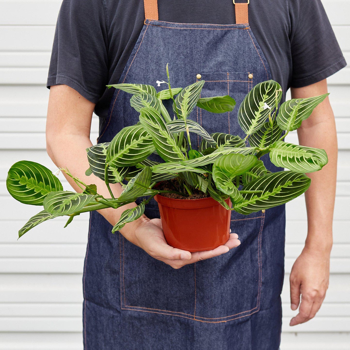 The Maranta is a evergreen perennial native to Central and South America. This plant flat oval leaves with a line pattern that runs symmetrically across the leaves.