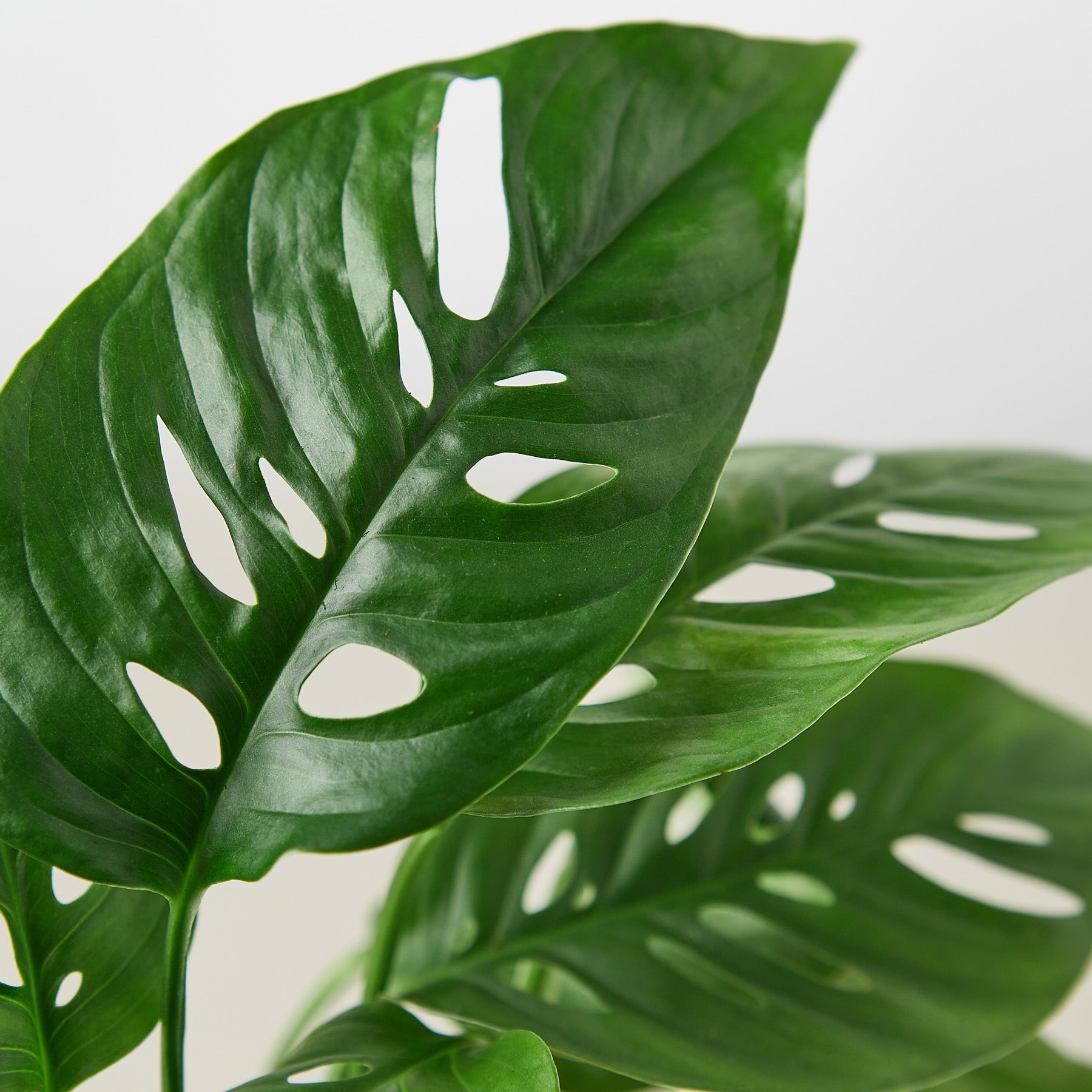 Monstera Adansonii 'Swiss Cheese' potted.  This Monstera is easy to grow and loves to climb and grow upwards.