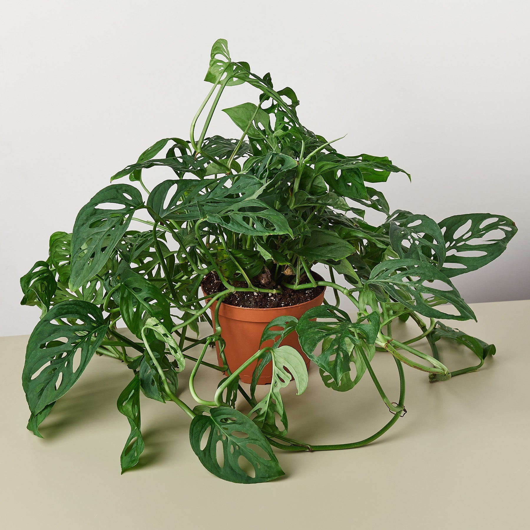 Monstera Adansonii 'Swiss Cheese' potted.  This Monstera is easy to grow and loves to climb and grow upwards.