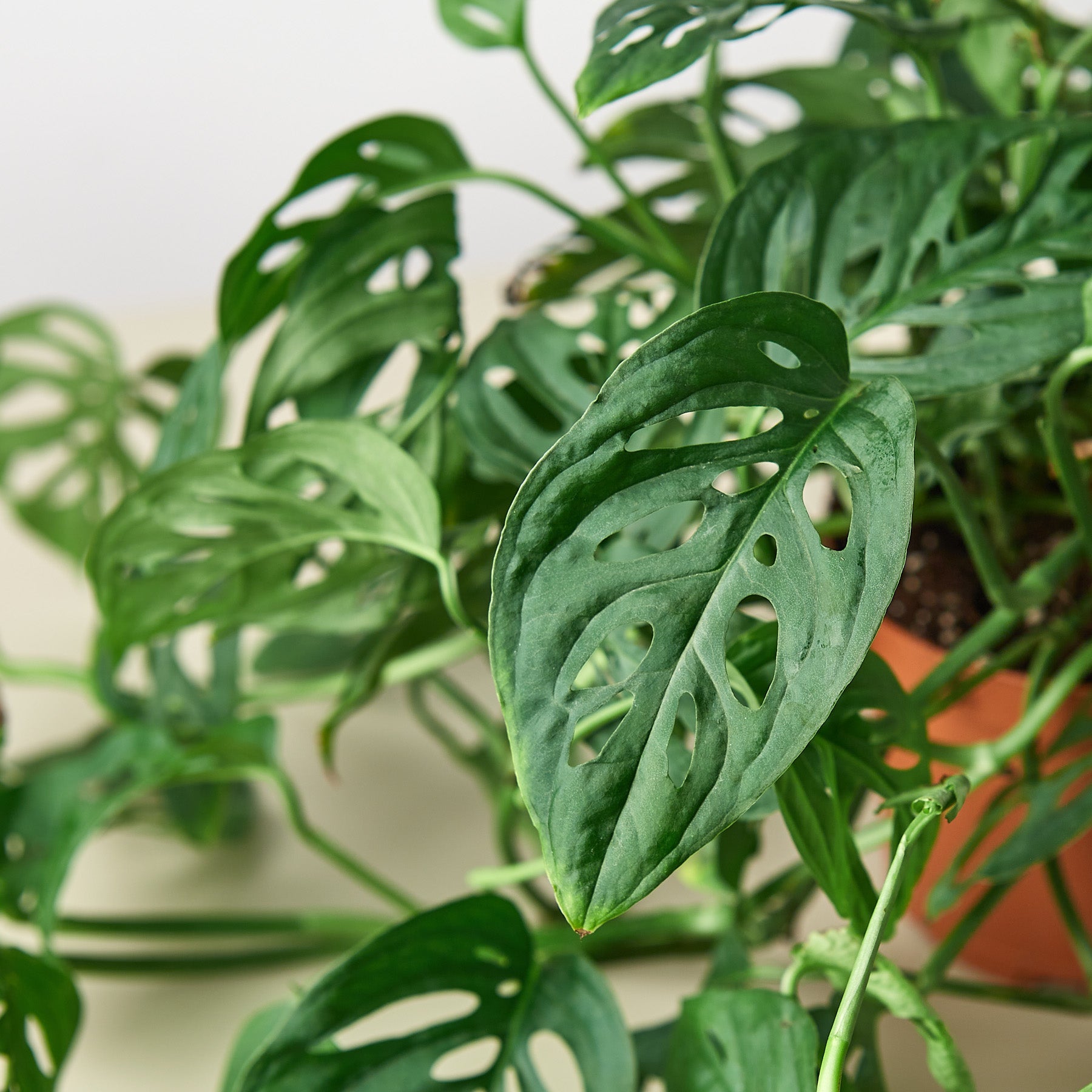 Monstera Adansonii 'Swiss Cheese' potted.  This Monstera is easy to grow and loves to climb and grow upwards.