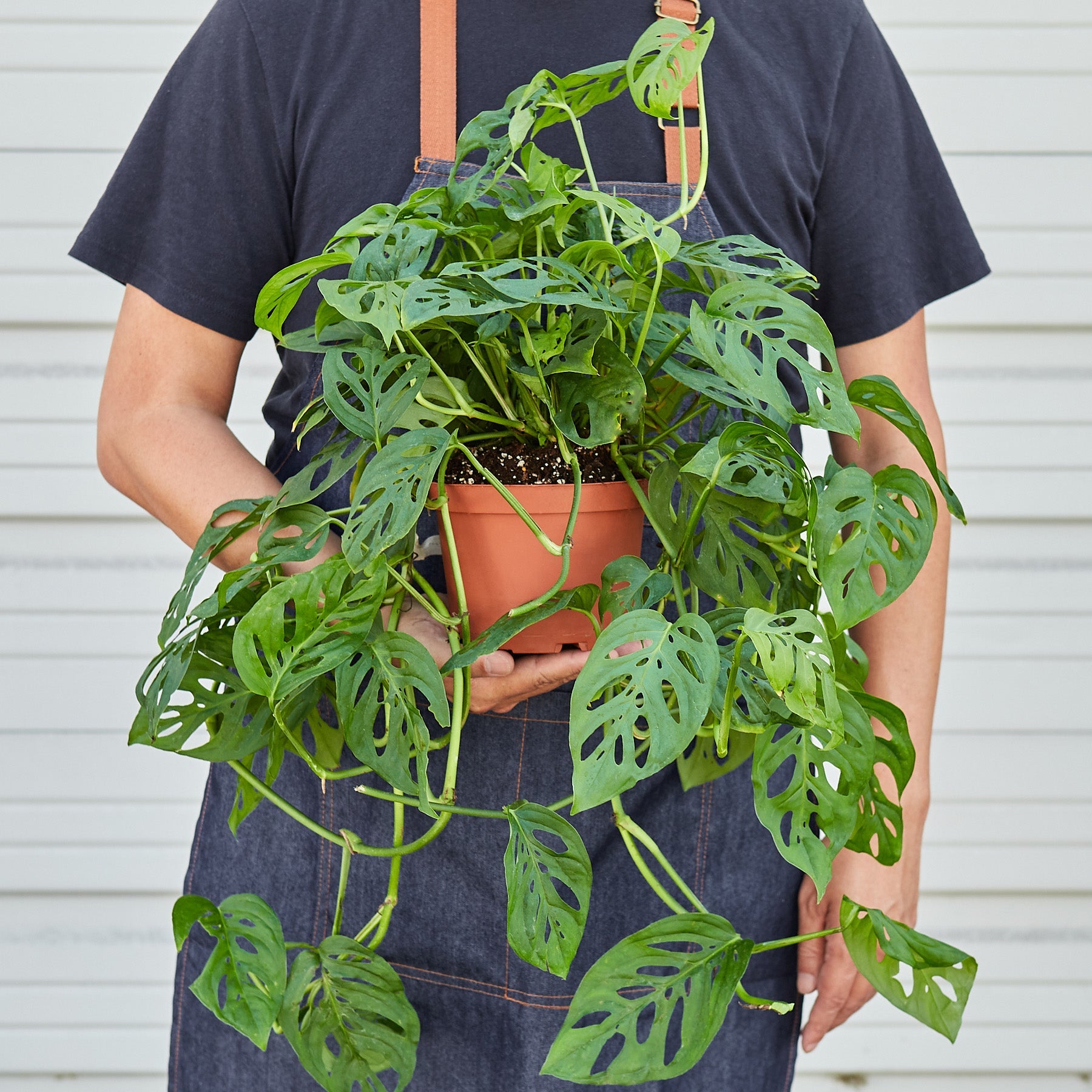 Monstera Adansonii 'Swiss Cheese' potted.  This Monstera is easy to grow and loves to climb and grow upwards.