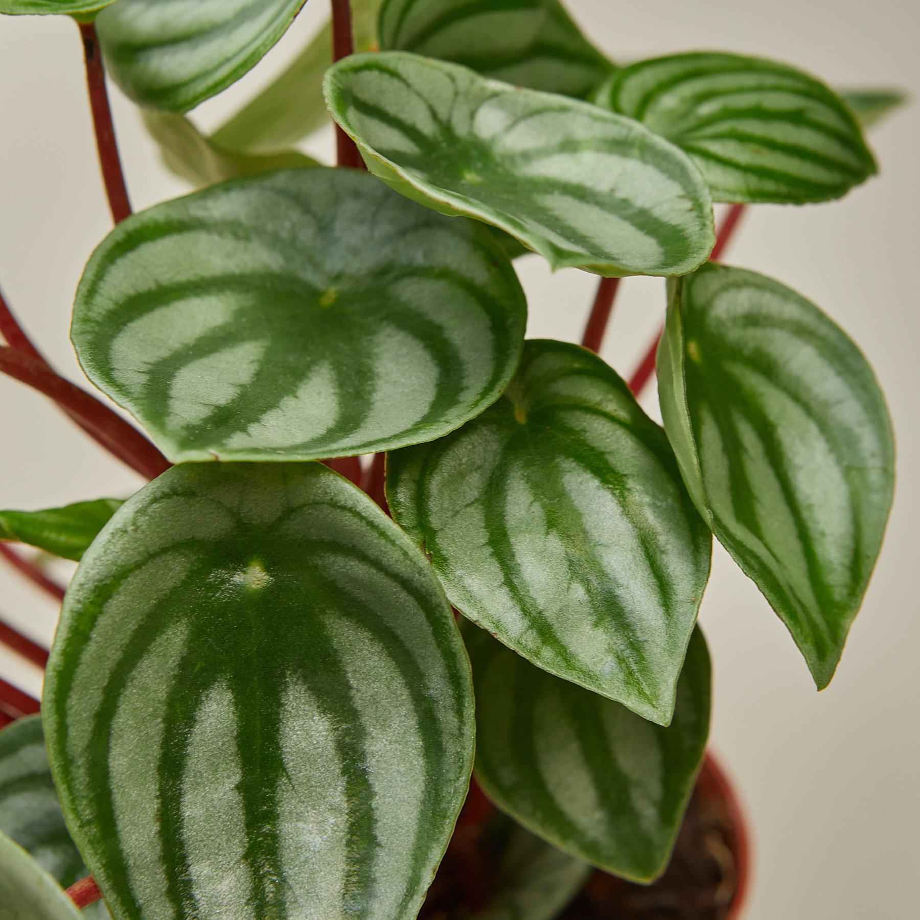 Peperomia 'Watermelon' I  It is a perennial with asymmetrical oval green leaves, slightly fleshy, strikingly marked with curved silver stripes, and red stems.