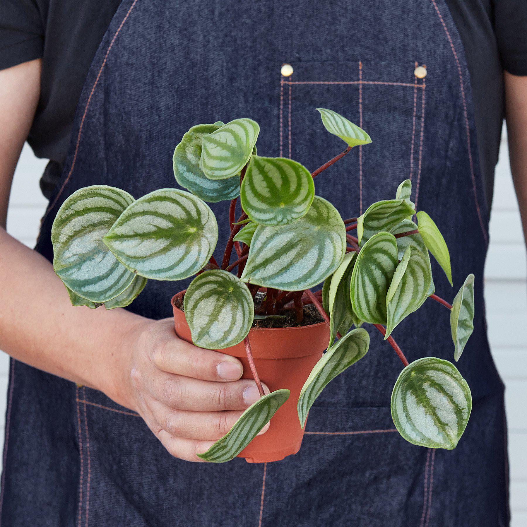 Peperomia 'Watermelon' I  It is a perennial with asymmetrical oval green leaves, slightly fleshy, strikingly marked with curved silver stripes, and red stems.