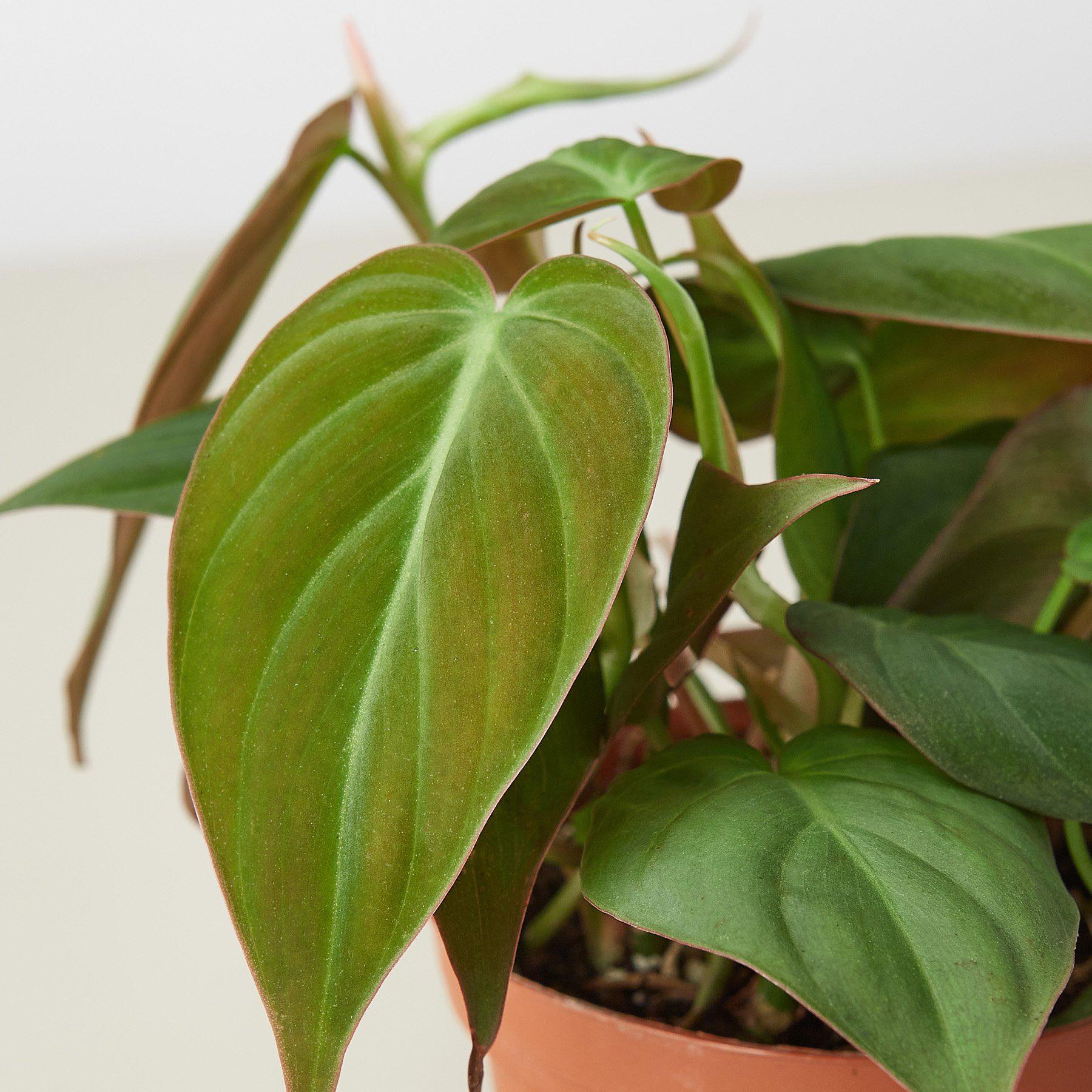 Philodendron 'Velvet' I This type of philodendron plant has velvet-textured heart-shaped leaves