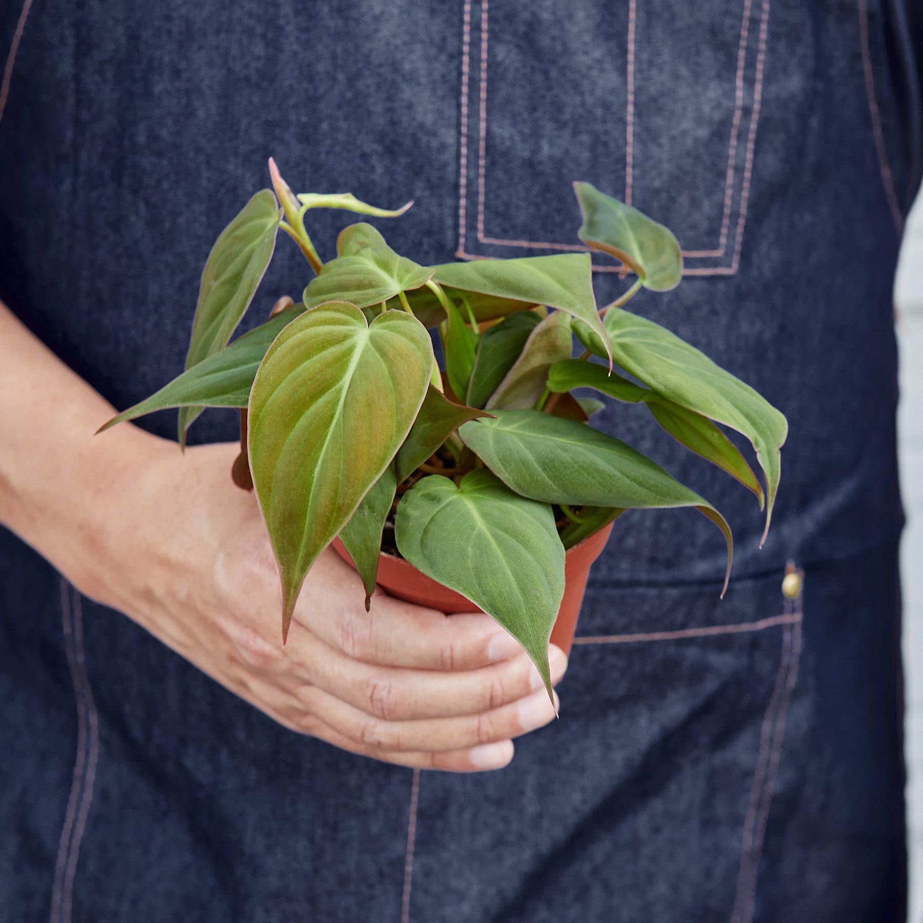 Philodendron 'Velvet' I This type of philodendron plant has velvet-textured heart-shaped leaves