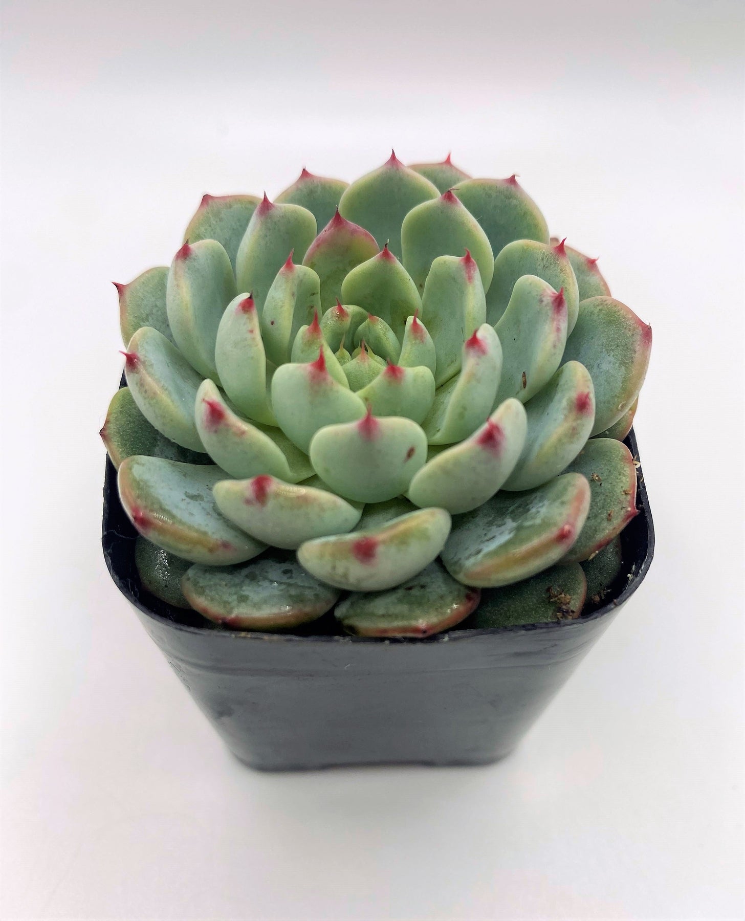 succulent with tiny green leaves #10 Echeveria Minima