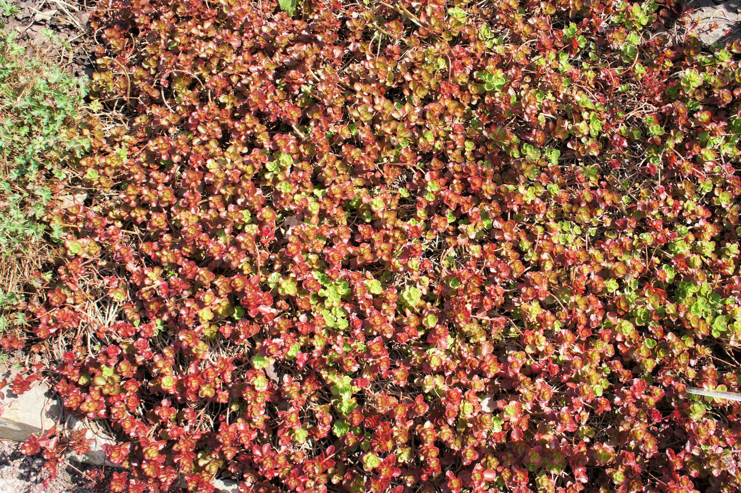 50 Red DRAGONS BLOOD SEDUM Stonecrop Sedum Spurium Flower Seeds