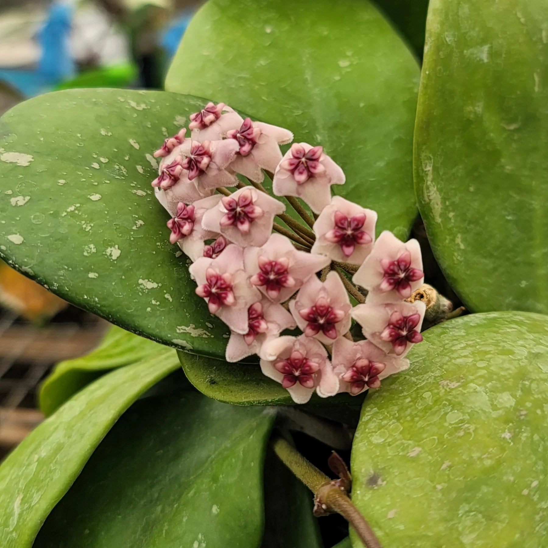 This variegated version of Hoya Discover the unique charm of the Hoya Obovata Inner Variegated, a refreshing addition to your indoor plant collection that comes in a 4-inch pot exactly as pictured. This variegated Hoya offers a distinctive blend of green and creamy white leaves, making it a standout choice for plant lovers seeking both beauty and easy care.
