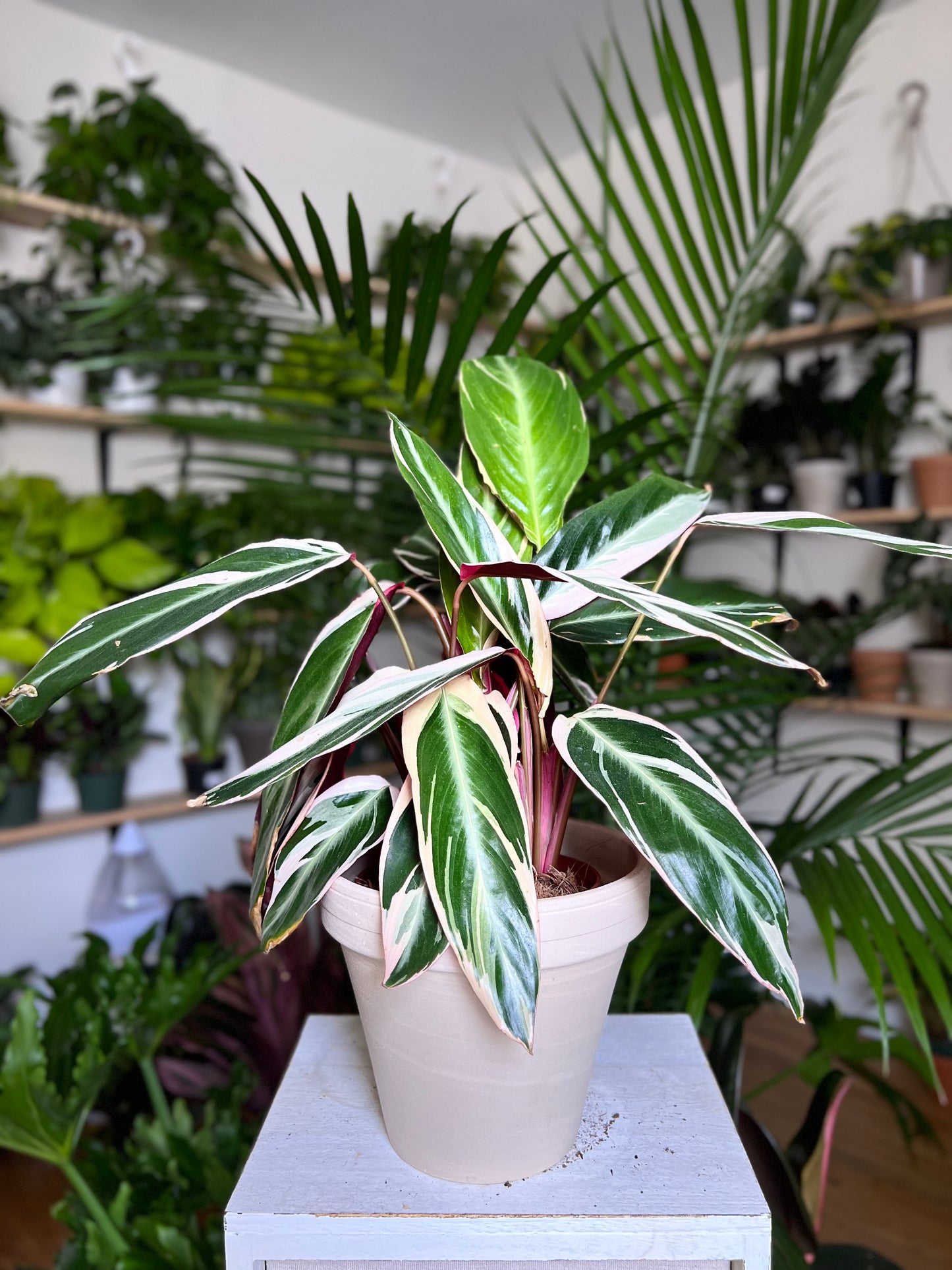 Stromanthe Triostar Calathea