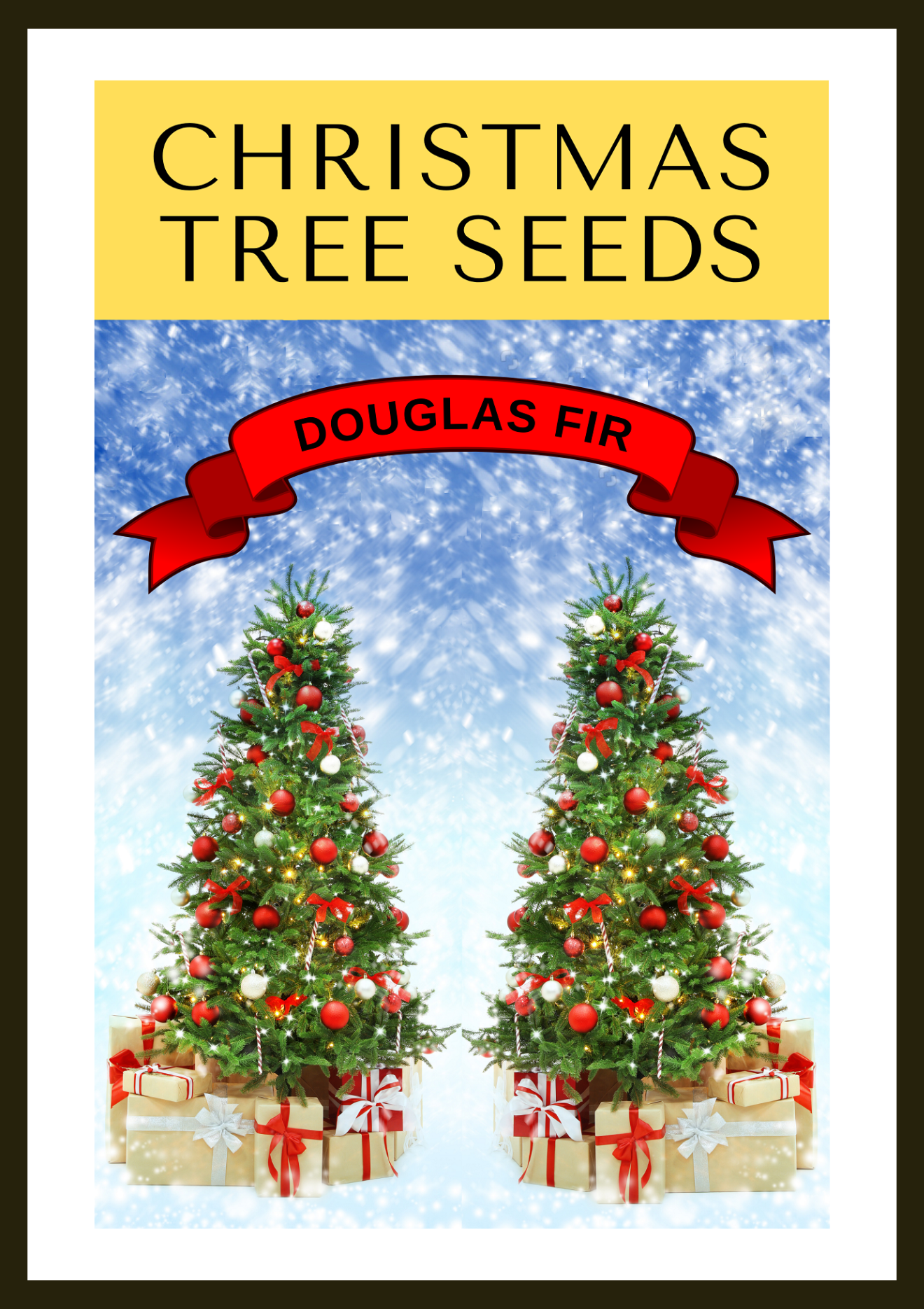 20 DOUGLAS FIR Tree Abies Pseudotsuga Menziesii Christmas Tree Blue Douglas Pine Spruce Native Evergreen Seeds