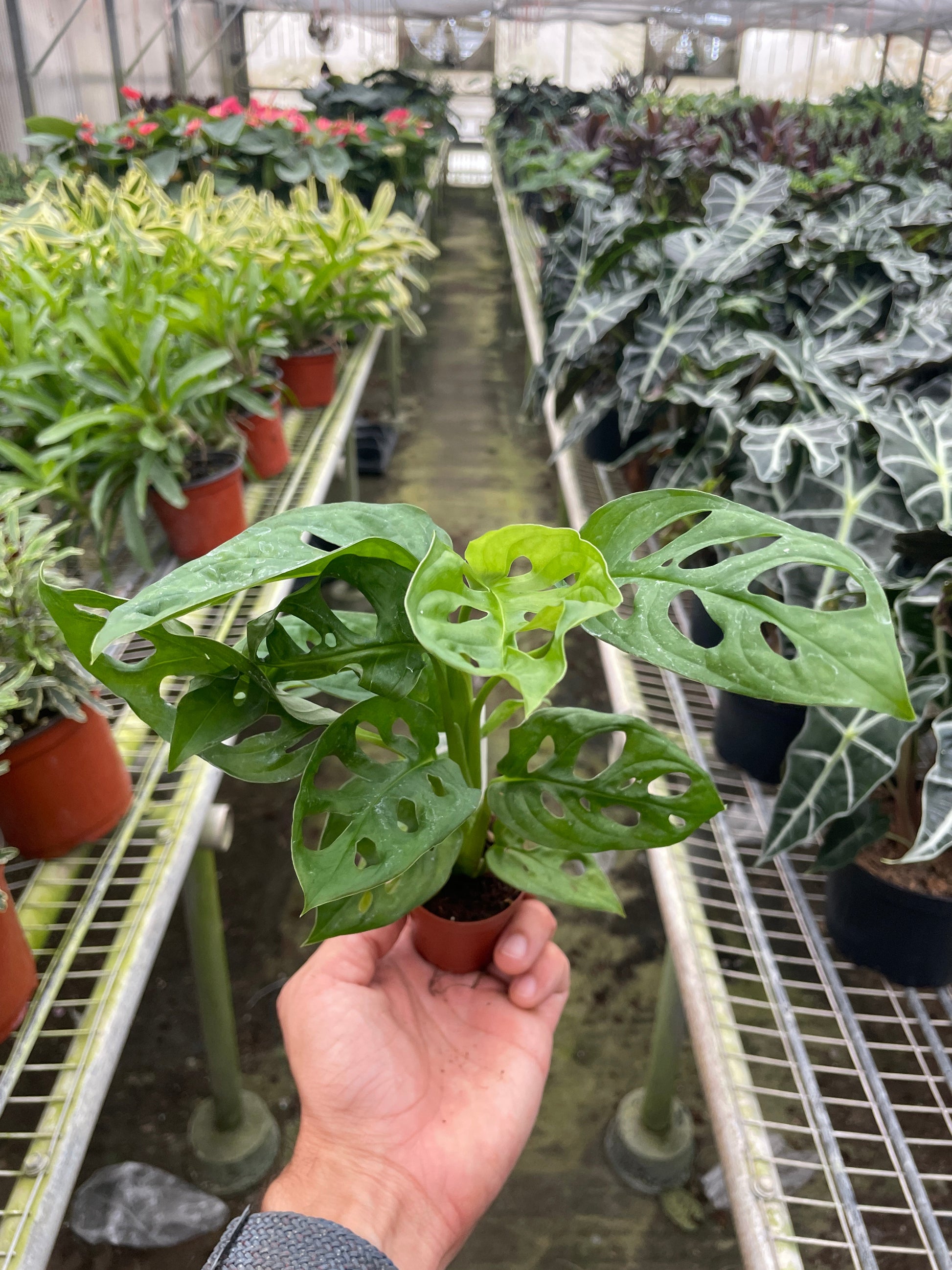 Monstera Adansonii 'Swiss Cheese' potted.  This Monstera is easy to grow and loves to climb and grow upwards.