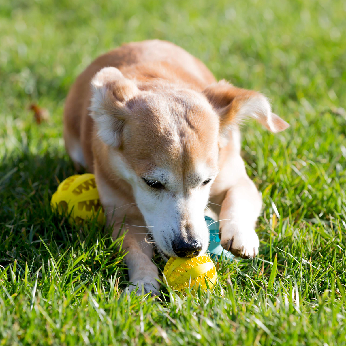 Pelotas chirriantes interactivas de 2.5” para cachorros, juguetes para la dentición, masticables para perros pequeños, limpieza dental y adiestramiento