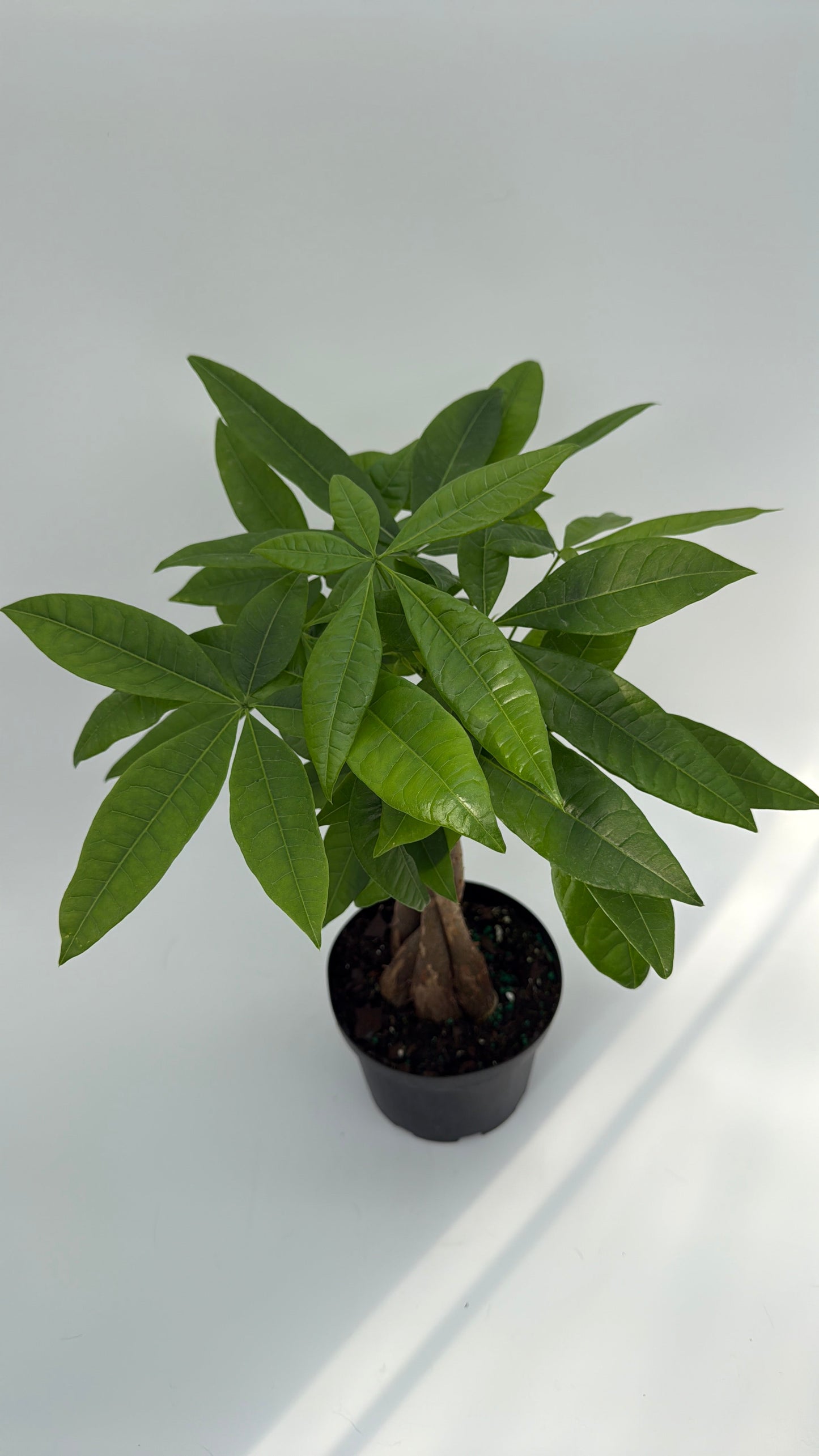 Money Tree