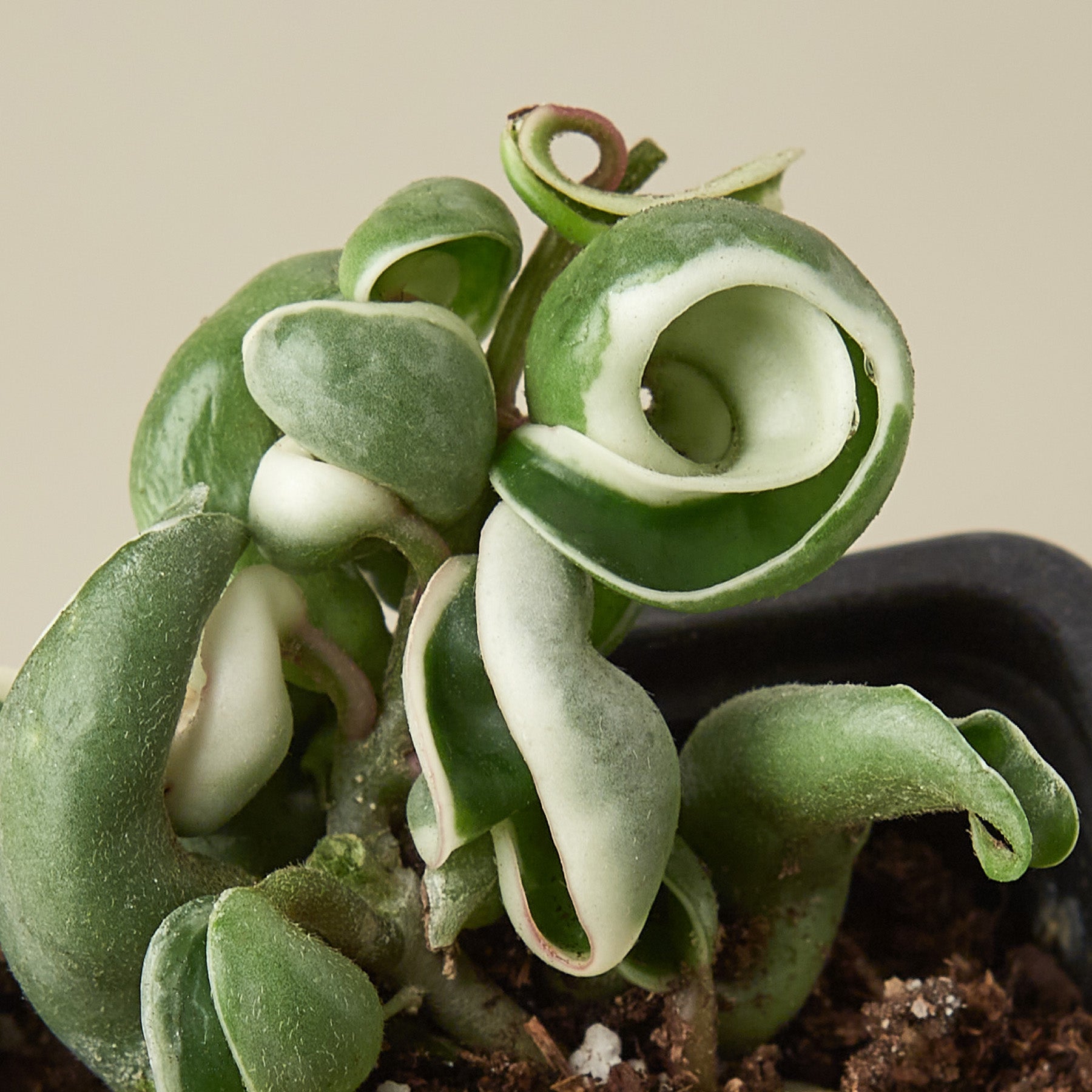 Hoya 'Rope Plant' Variegated I Draping succulent vines that produce clusters of star-shaped waxy flowers