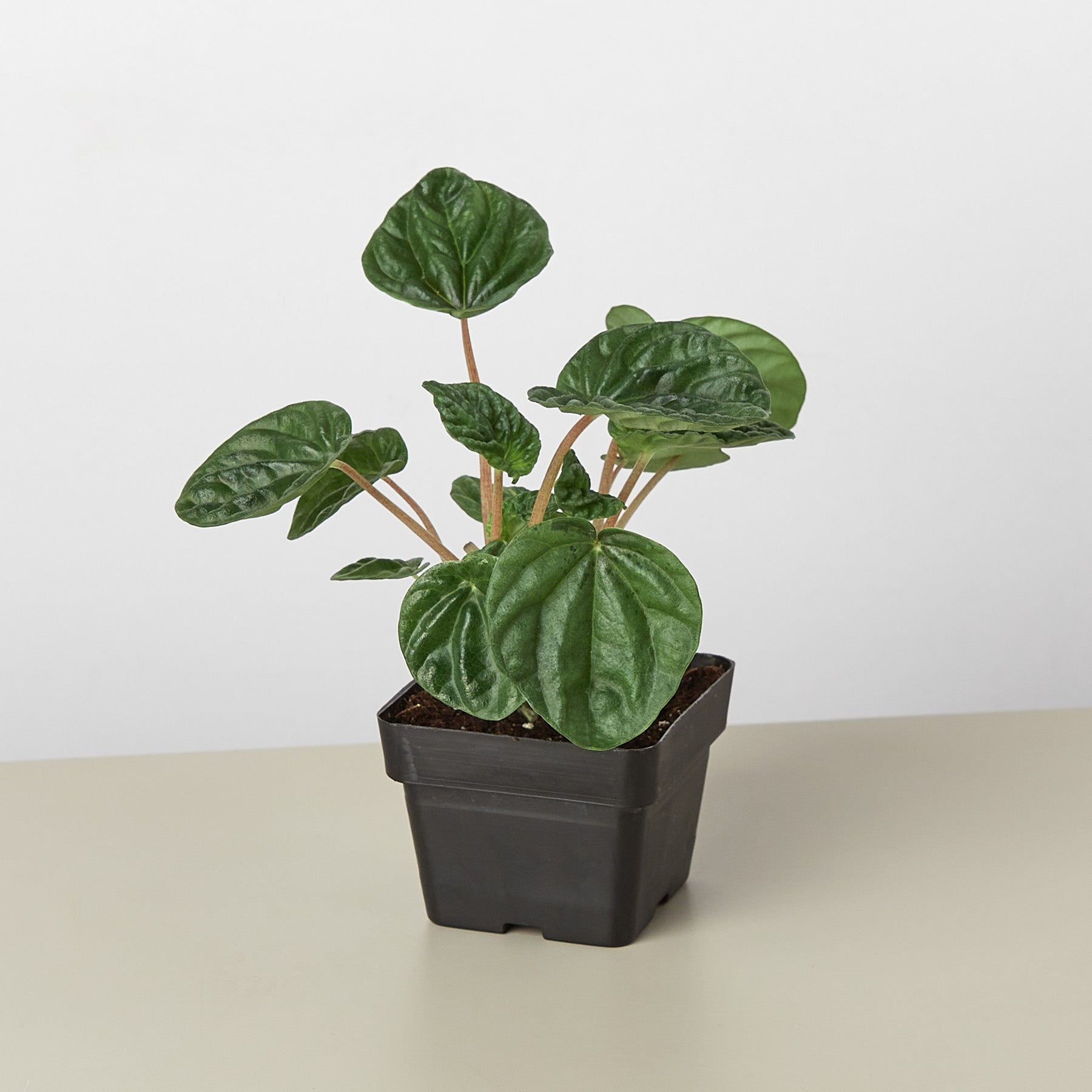 Peperomia 'Ripple' I  Its heart-shaped leaves and cream-colored, spiked inflorescence add interest to it.