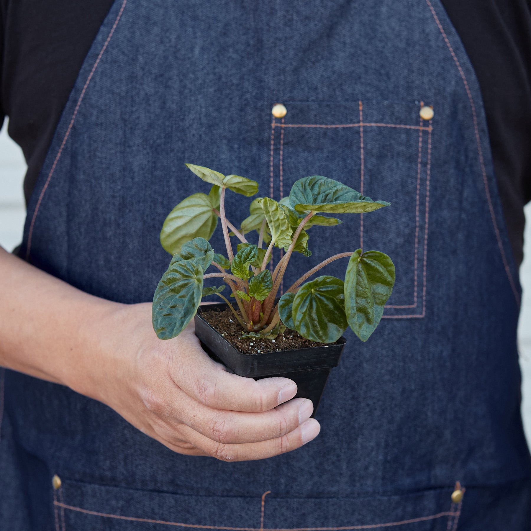 Peperomia 'Ripple' I  Its heart-shaped leaves and cream-colored, spiked inflorescence add interest to it.