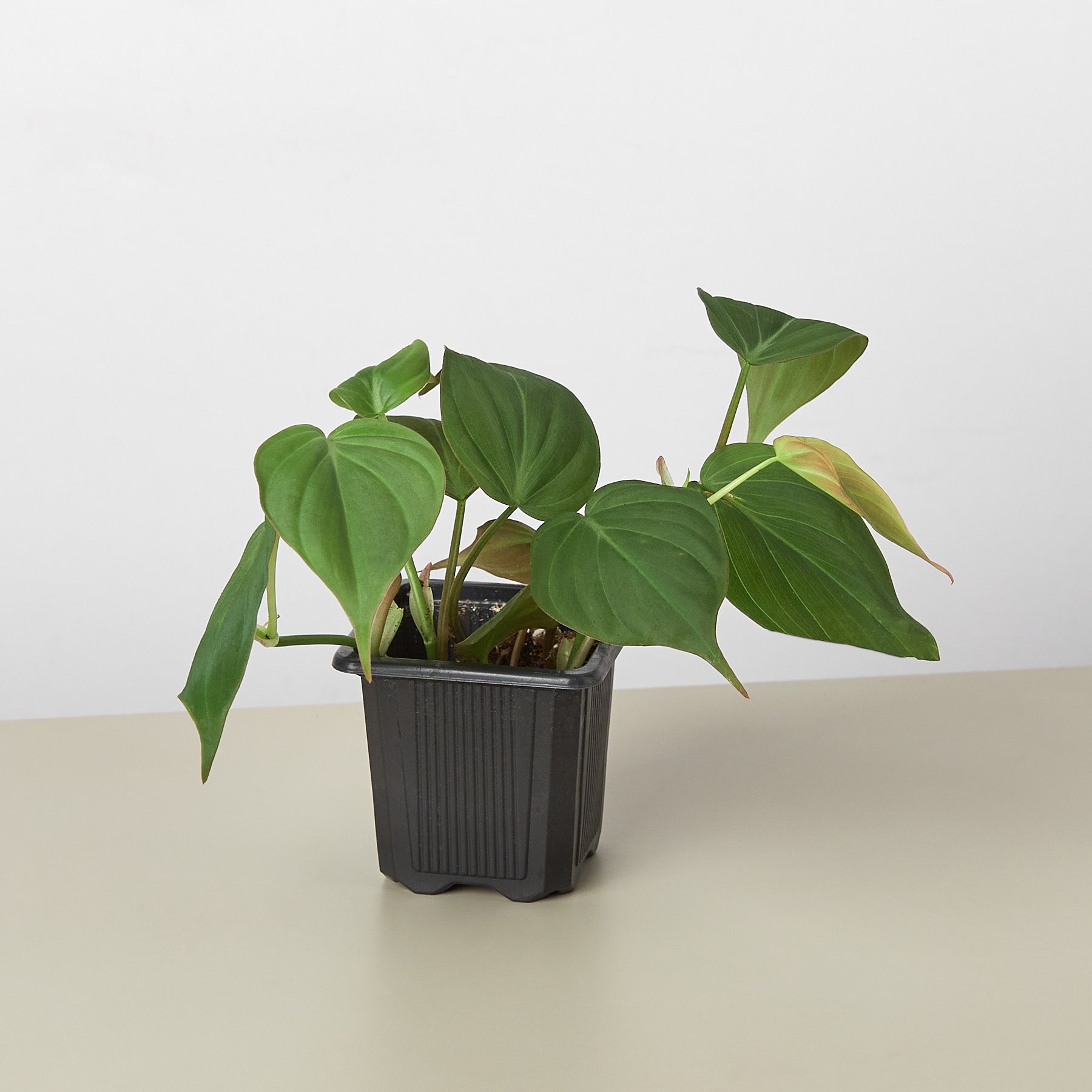 Philodendron 'Velvet' I This type of philodendron plant has velvet-textured heart-shaped leaves