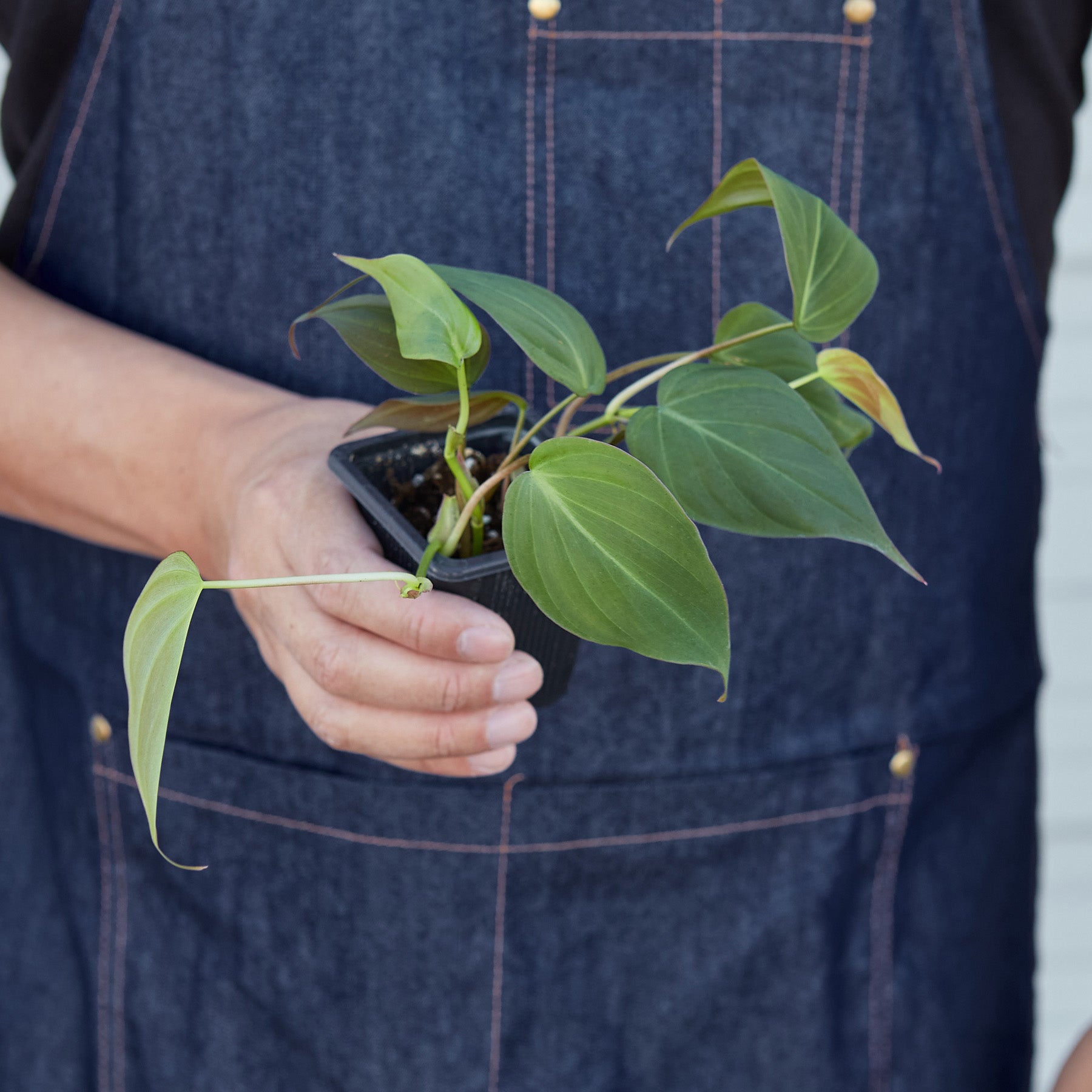 Philodendron 'Velvet' I This type of philodendron plant has velvet-textured heart-shaped leaves
