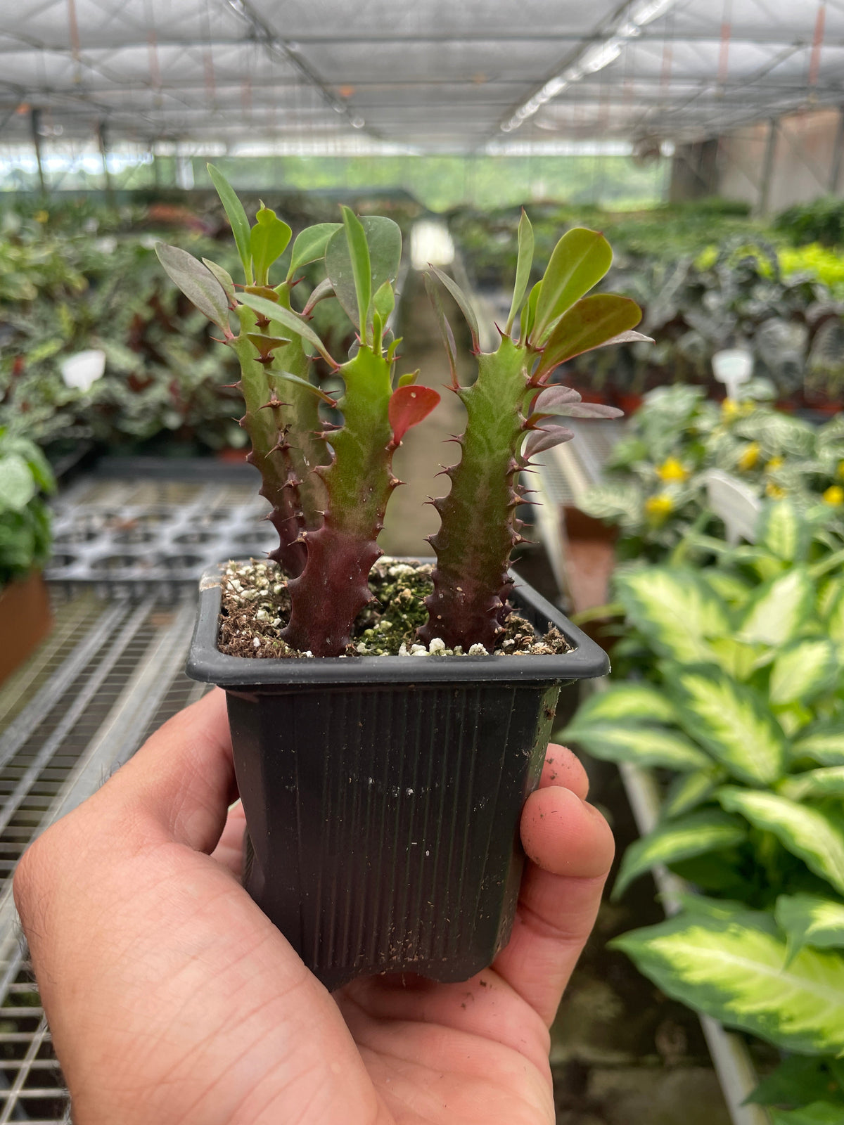 Suculenta Euphorbia 'Trigona Rubra'