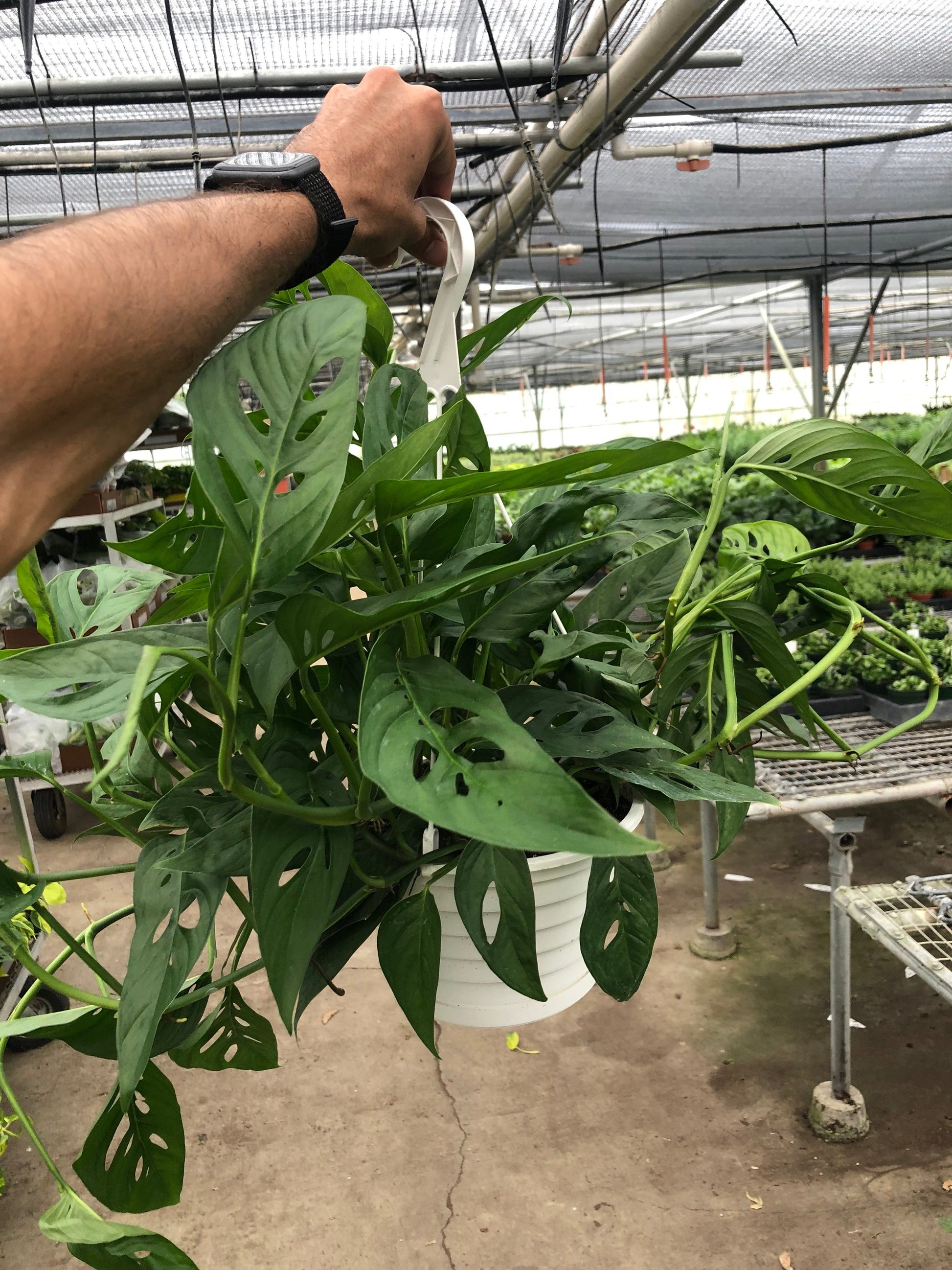 Monstera Adansonii 'Swiss Cheese' potted.  This Monstera is easy to grow and loves to climb and grow upwards.