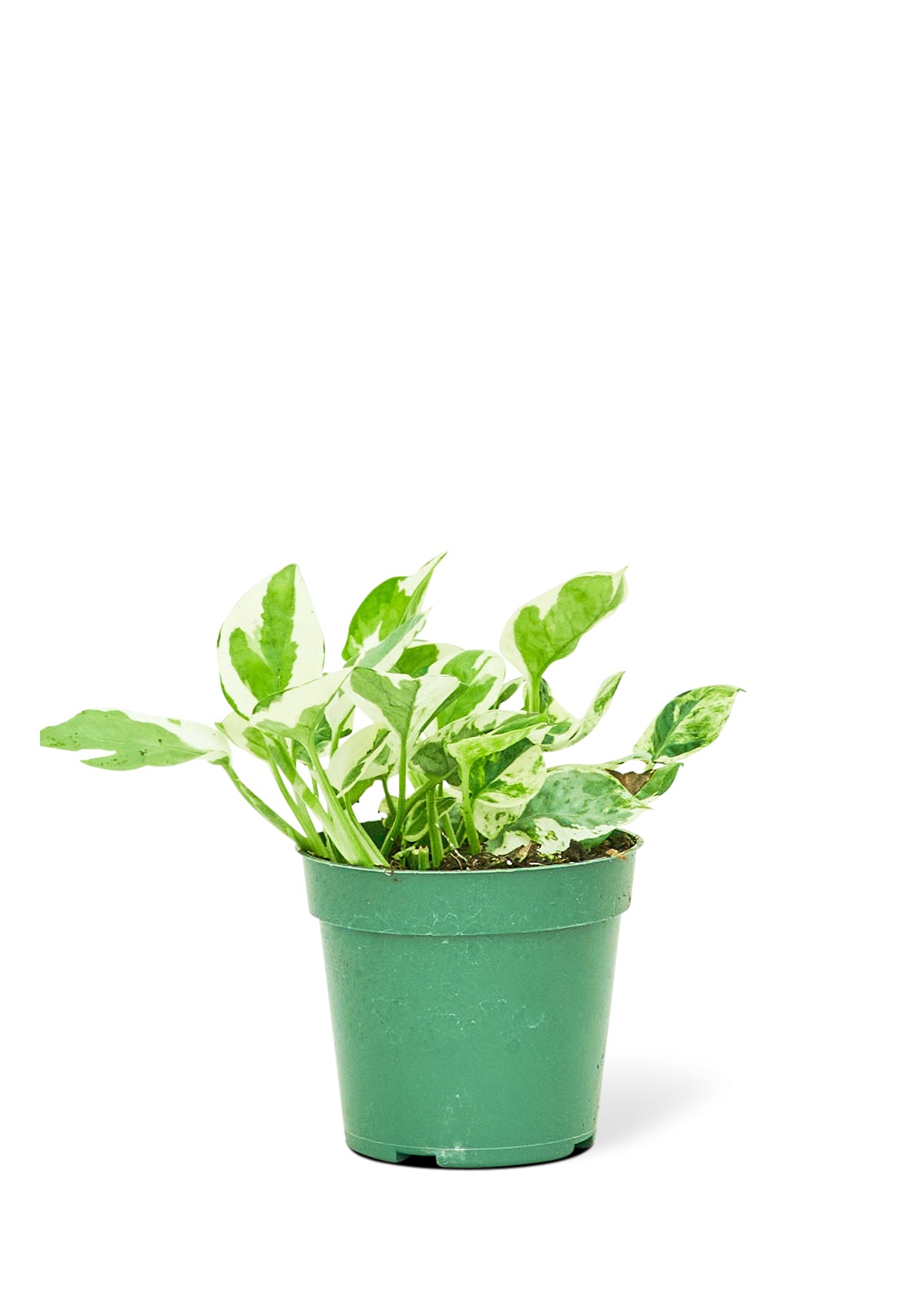 Pothos 'Pearls and Jade' Plant in a 4 inch pot. The plant has variegated leaves that grow on vines.