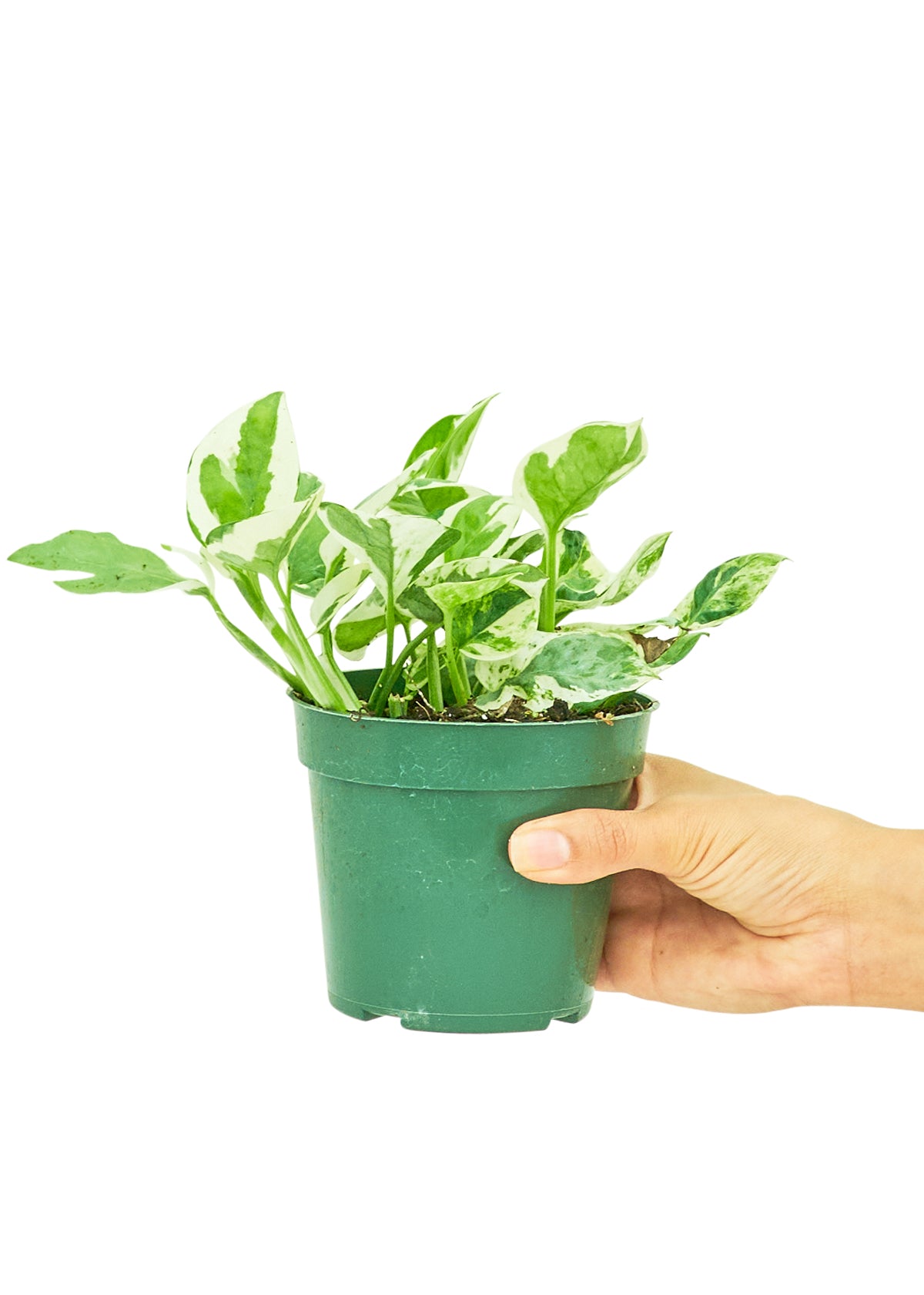 Pothos 'Pearls and Jade' Plant in a 4 inch pot. The plant has variegated leaves that grow on vines.