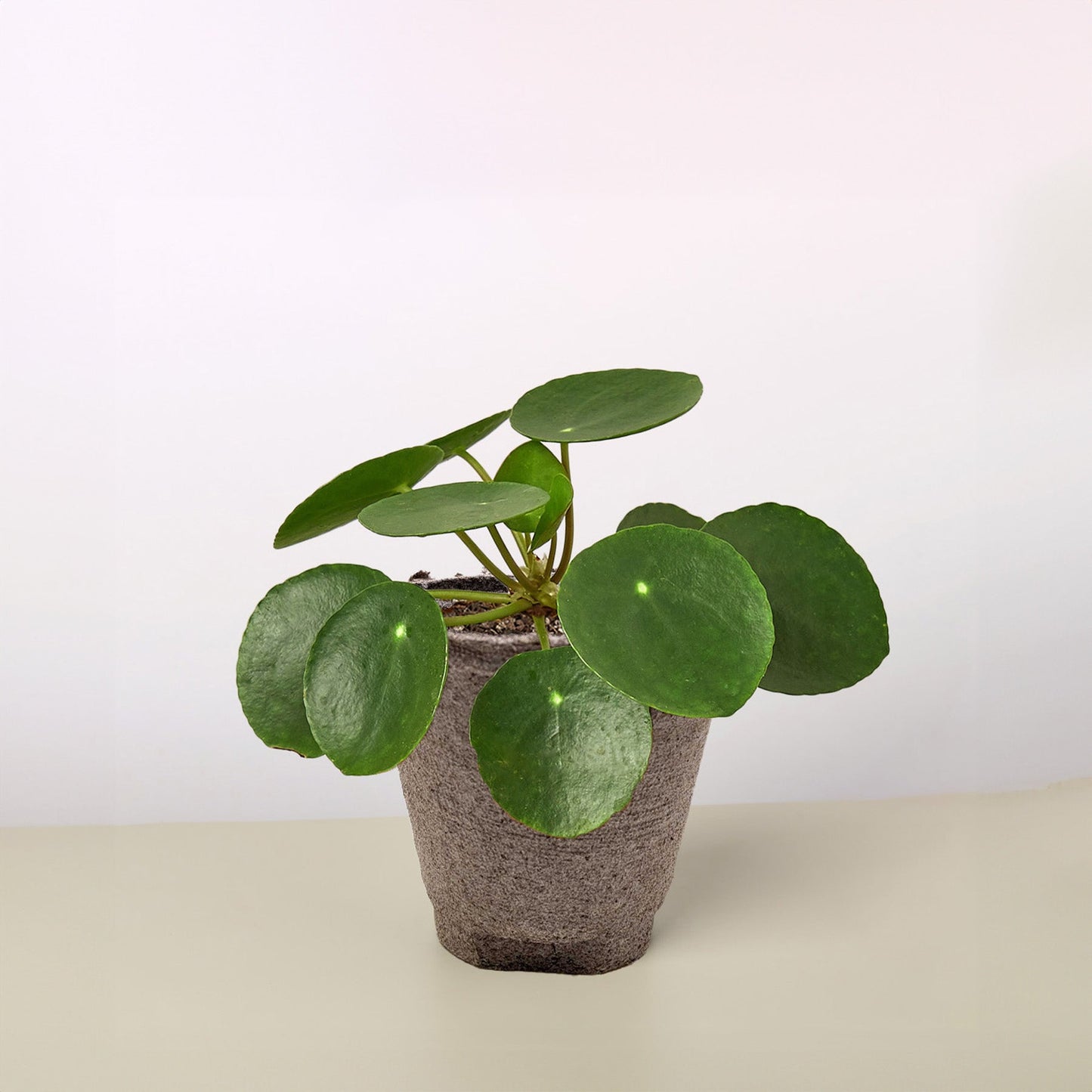 Pilea Peperomioides 'Chinese Money Plant' - Each of its lily pad like leaves float on dainty looking stems that will bob around independently in a gentle breeze.