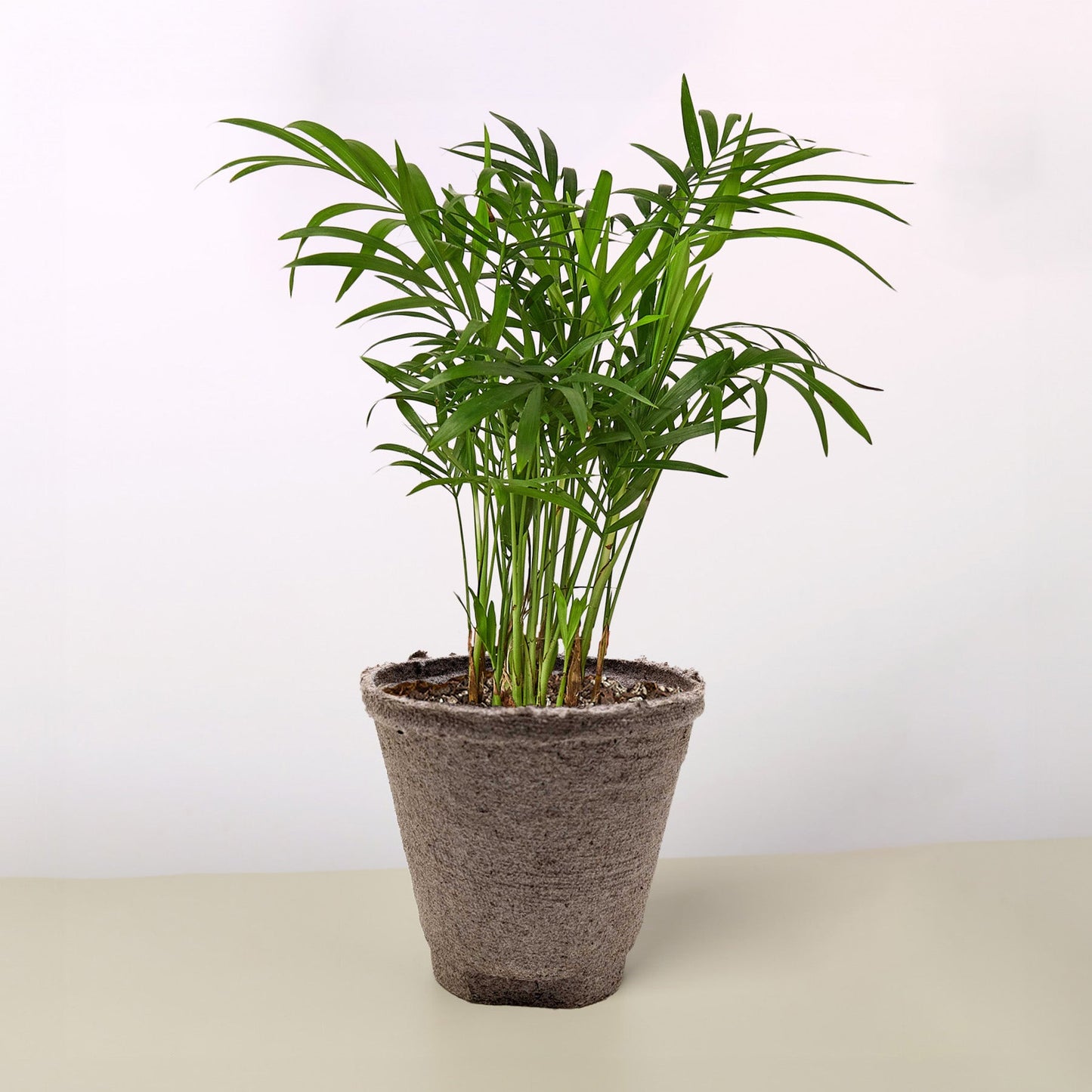 Parlor Palm I Thrives in low light conditions and is also an excellent air purifier.