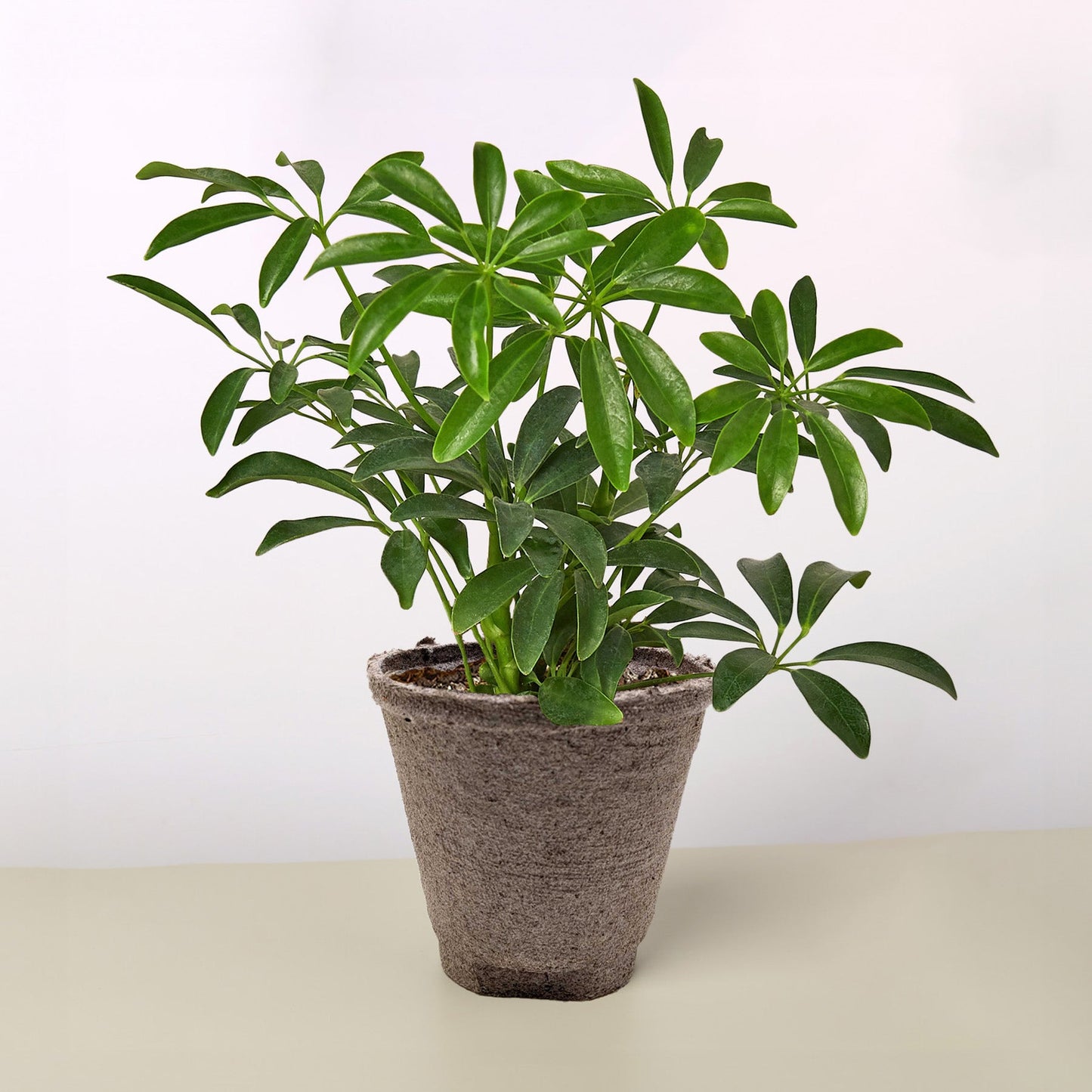 Schefflera Arboricola - This evergreen wields very slender stalks with oblong leaves