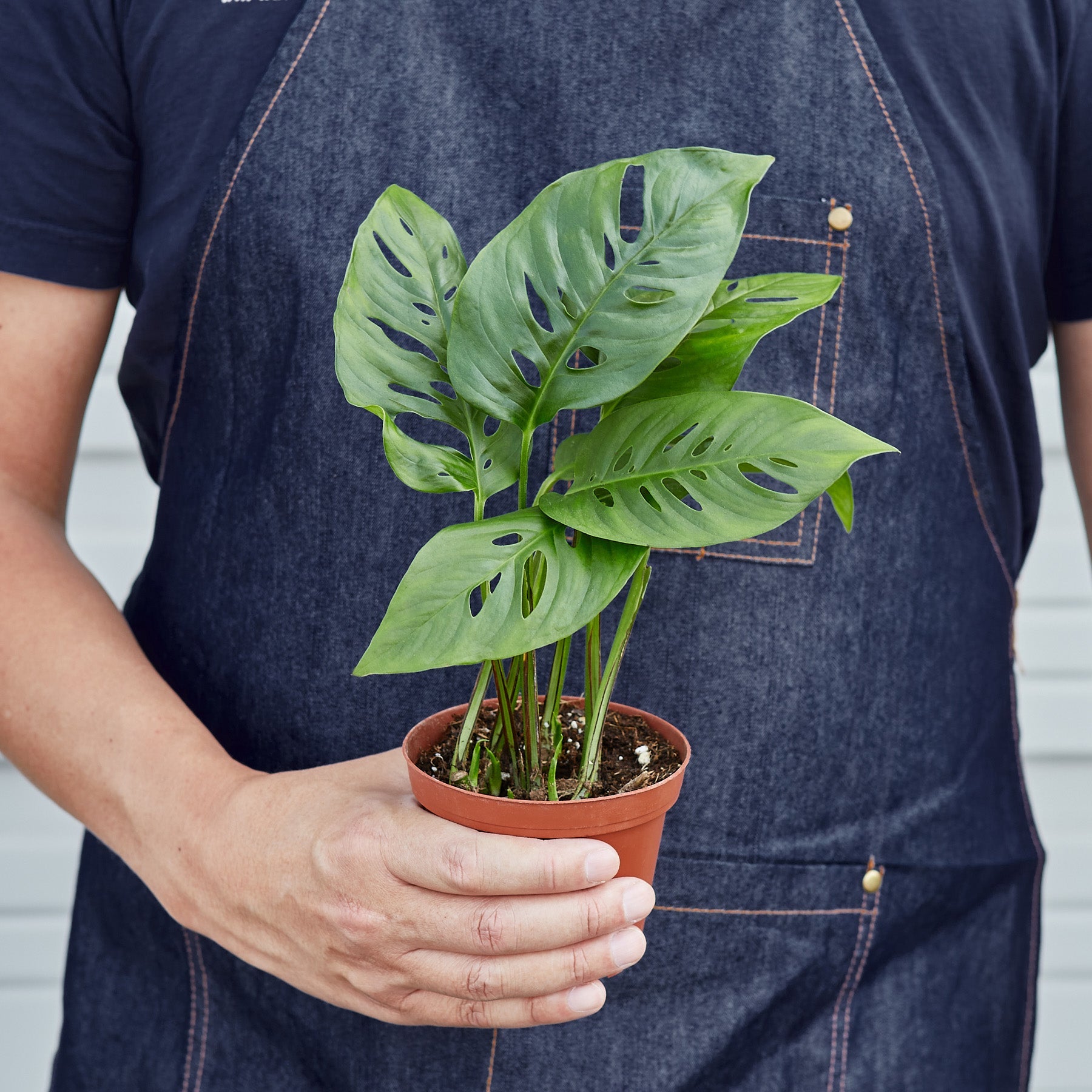 Monstera Adansonii 'Swiss Cheese' potted.  This Monstera is easy to grow and loves to climb and grow upwards.
