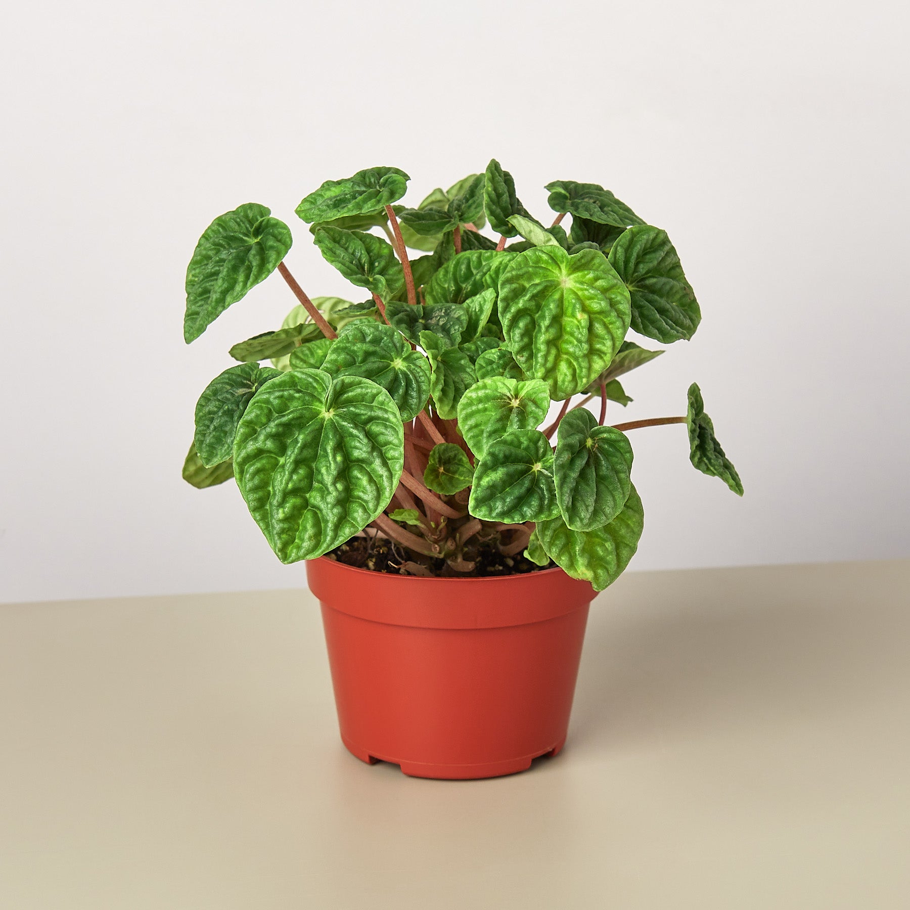 Peperomia 'Ripple' I  Its heart-shaped leaves and cream-colored, spiked inflorescence add interest to it.