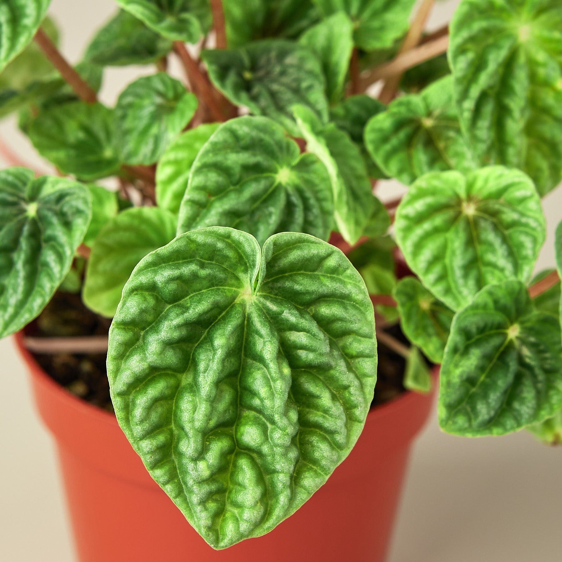 Peperomia 'Ripple' I  Its heart-shaped leaves and cream-colored, spiked inflorescence add interest to it.