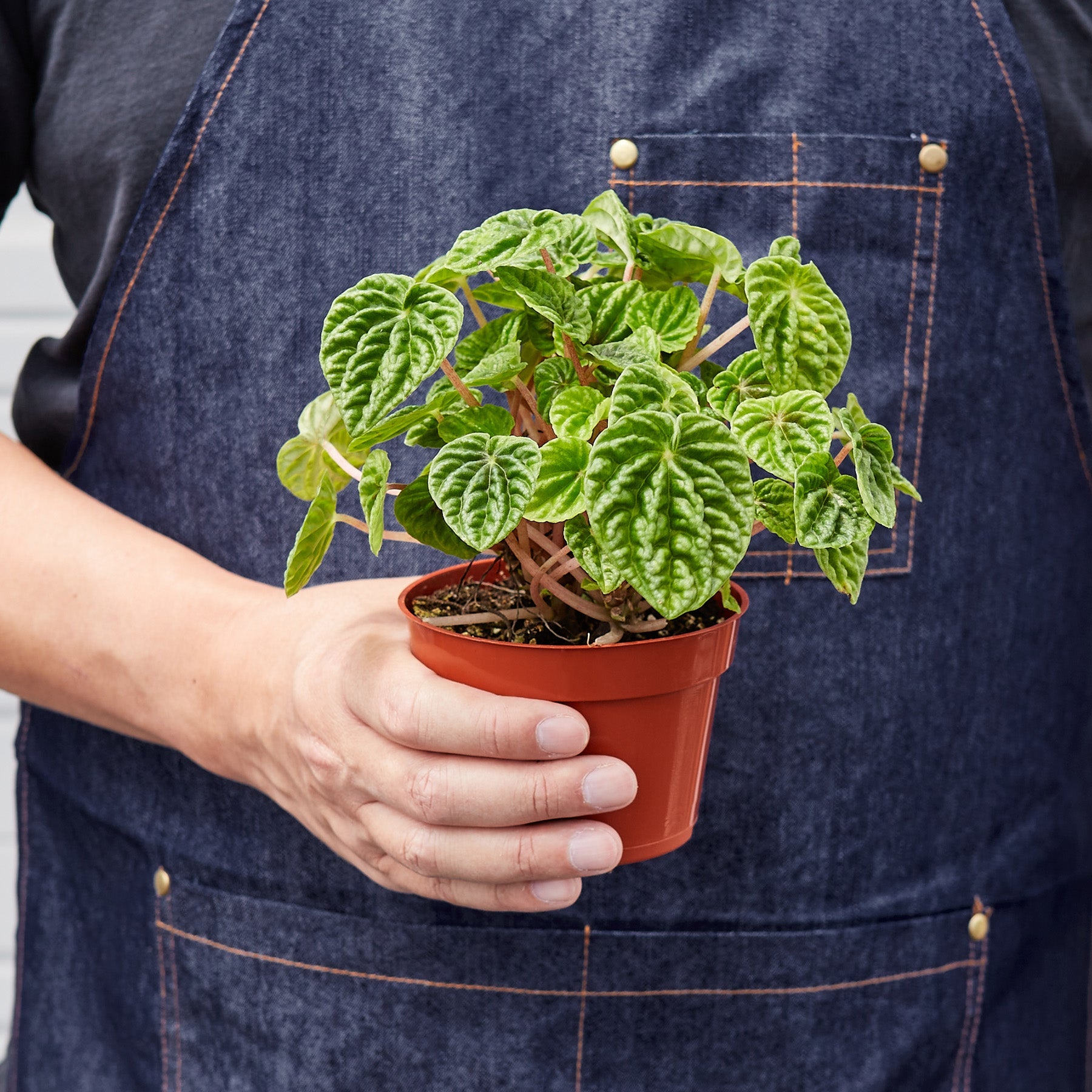 Peperomia 'Ripple' I  Its heart-shaped leaves and cream-colored, spiked inflorescence add interest to it.