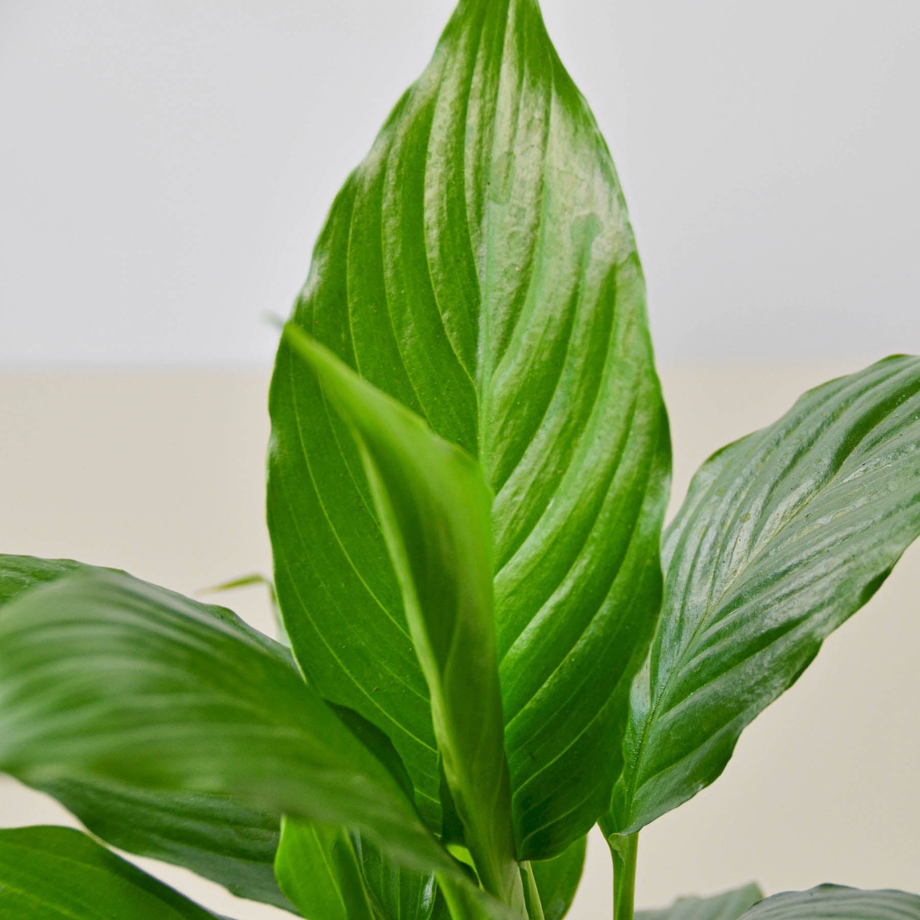 Spathiphyllum 'Peace Lily' potted.  A popular indoor plant admired for its lush, dark green foliage and elegant white bloom