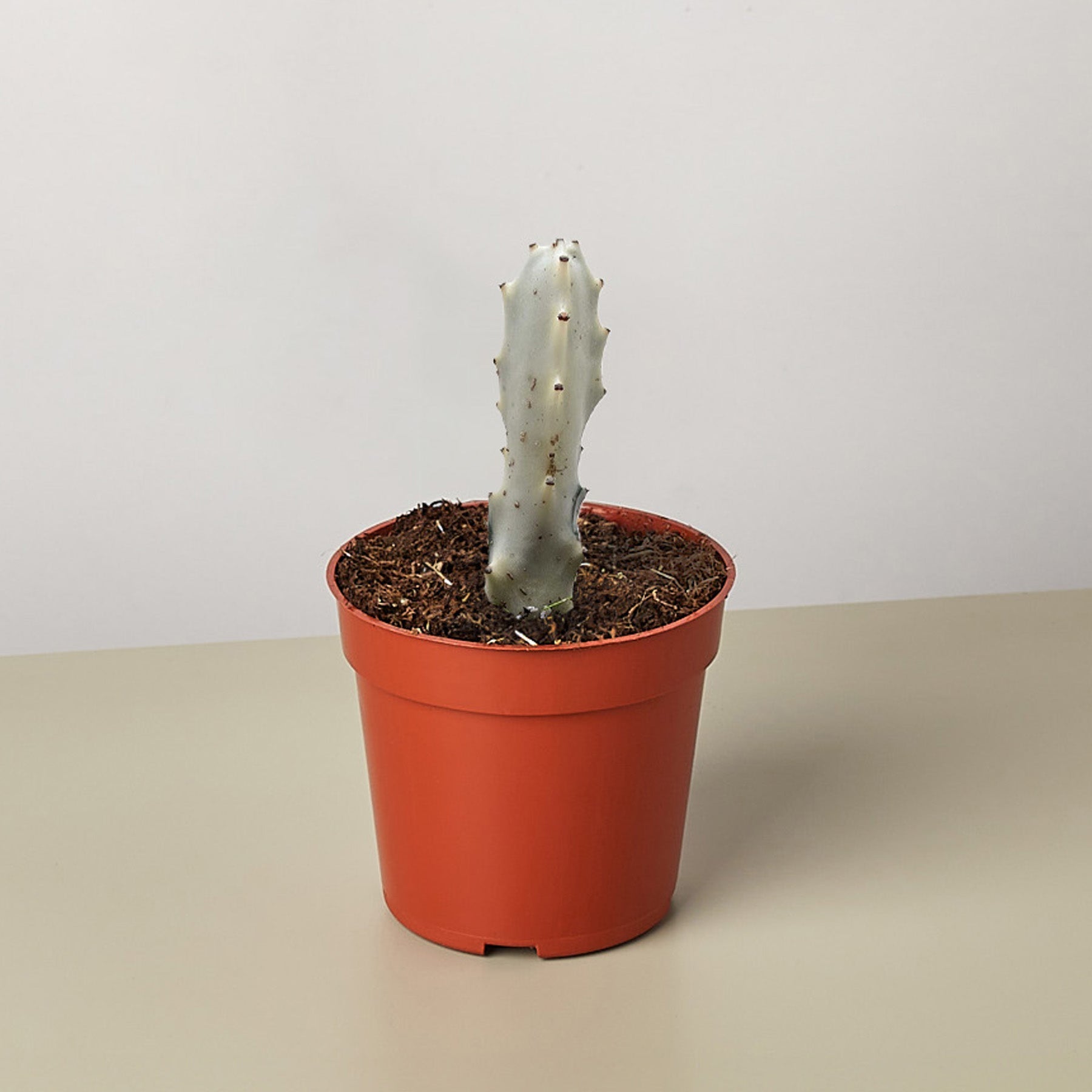succulent stuff 4