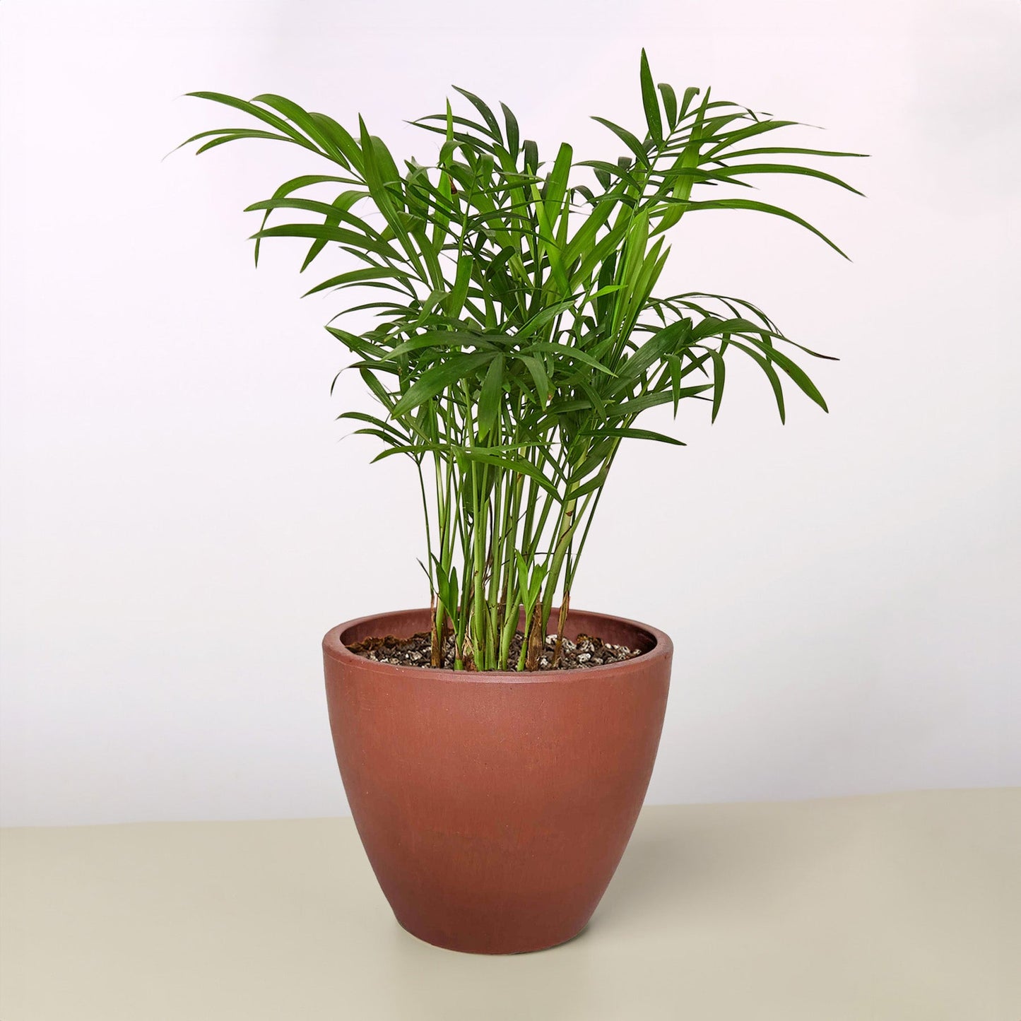 Parlor Palm I Thrives in low light conditions and is also an excellent air purifier.