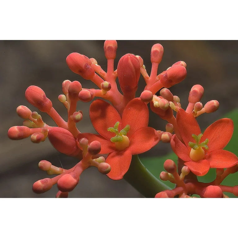 Buddha Belly Bush - Jatropha podagrica - very hard to find and very limited supply! Tough little bugger that grows a big belly! She loves the sun!