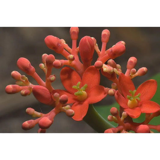 Buddha Belly plants, named for their big belly trunks, make great container plants since the bright red flowers attract butterflies and hummingbirds alike. It's unusual shape makes the Buddha Belly a prized ornamental houseplant to add to your collections. The seed pods will pop open when they dry out and throw their seeds up to 6 feet away! Crazy....