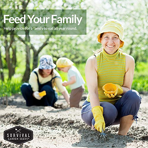 Popular Herb Seed Collection – 5 Heirloom Non-GMO Herbs for Culinary & Garden Use (Spearmint, Basil, Cilantro, Lavender & Parsley) – Indoor or Outdoor Growing Kit