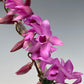 Dendrobium Super Nestor orchid mounted. Sellers choice of collection, you get ONE of the three. Easy care Dendrobium orchid and fragrant.