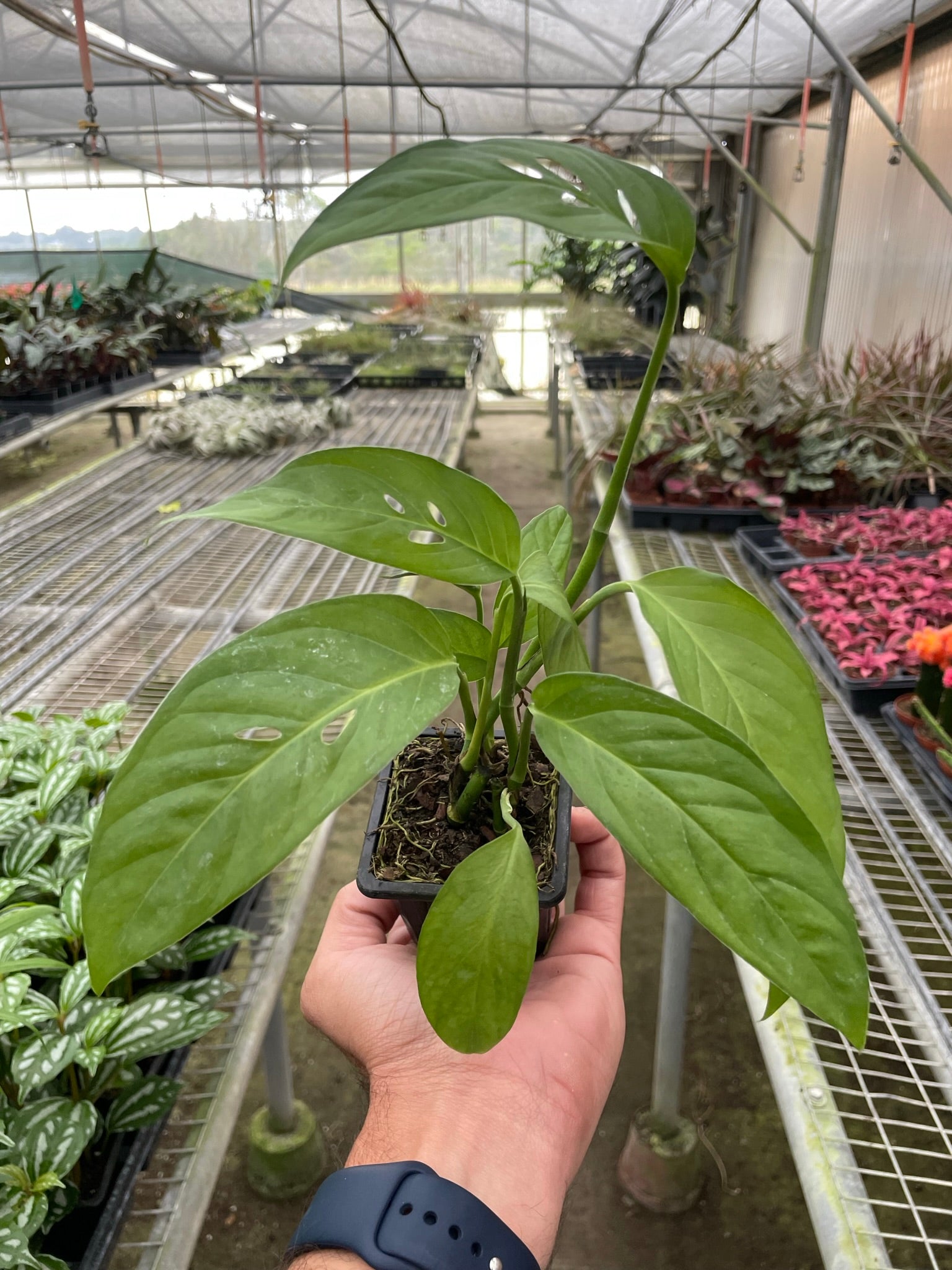 Monstera Adansonii 'Swiss Cheese' potted.  This Monstera is easy to grow and loves to climb and grow upwards.