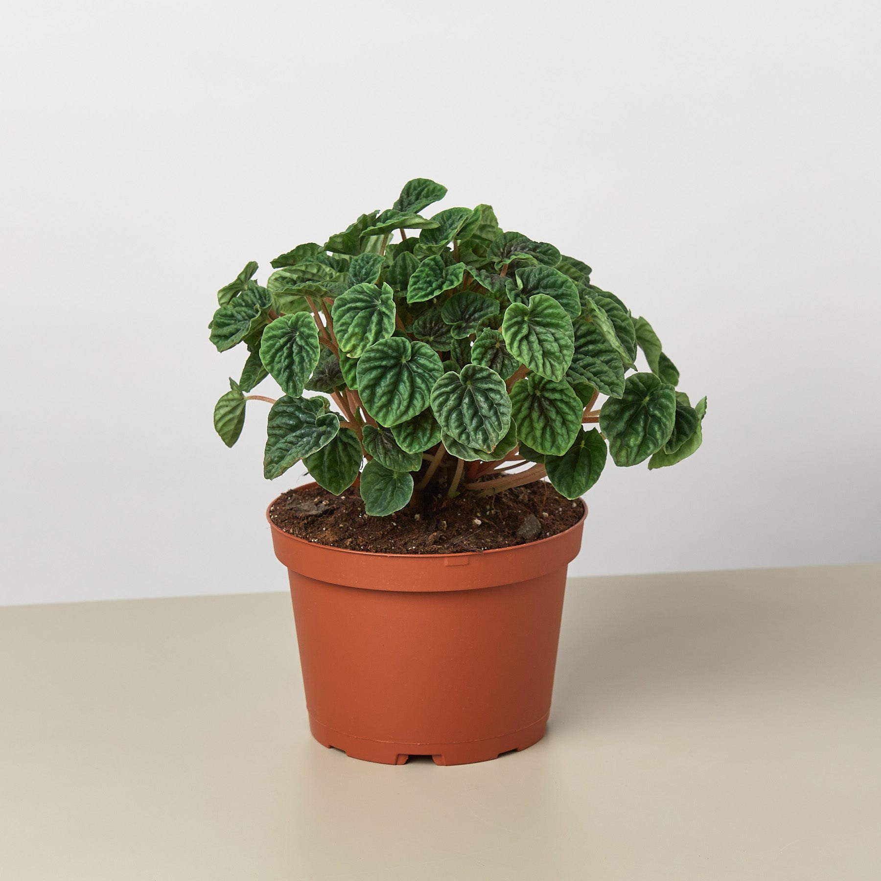 Peperomia 'Ripple' I  Its heart-shaped leaves and cream-colored, spiked inflorescence add interest to it.