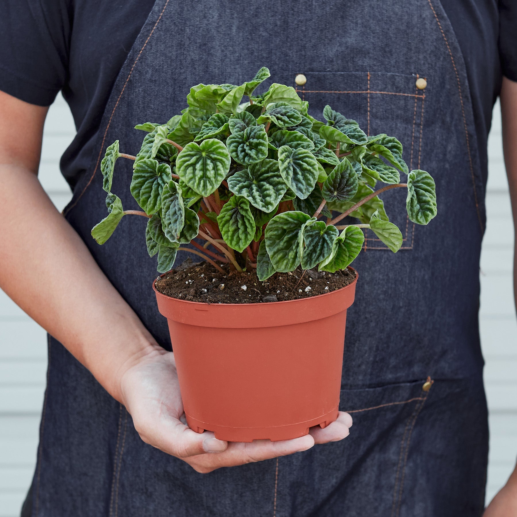 Peperomia 'Ripple' I  Its heart-shaped leaves and cream-colored, spiked inflorescence add interest to it.
